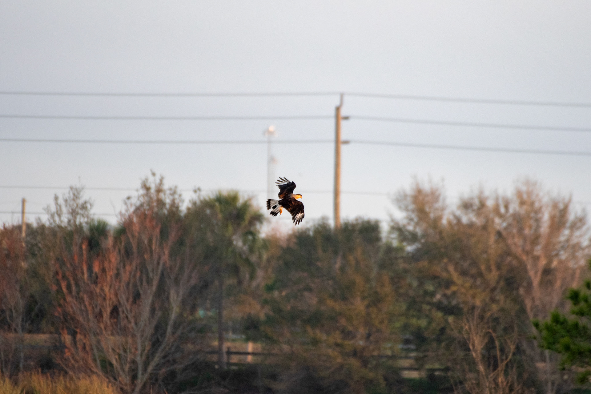 Caracara