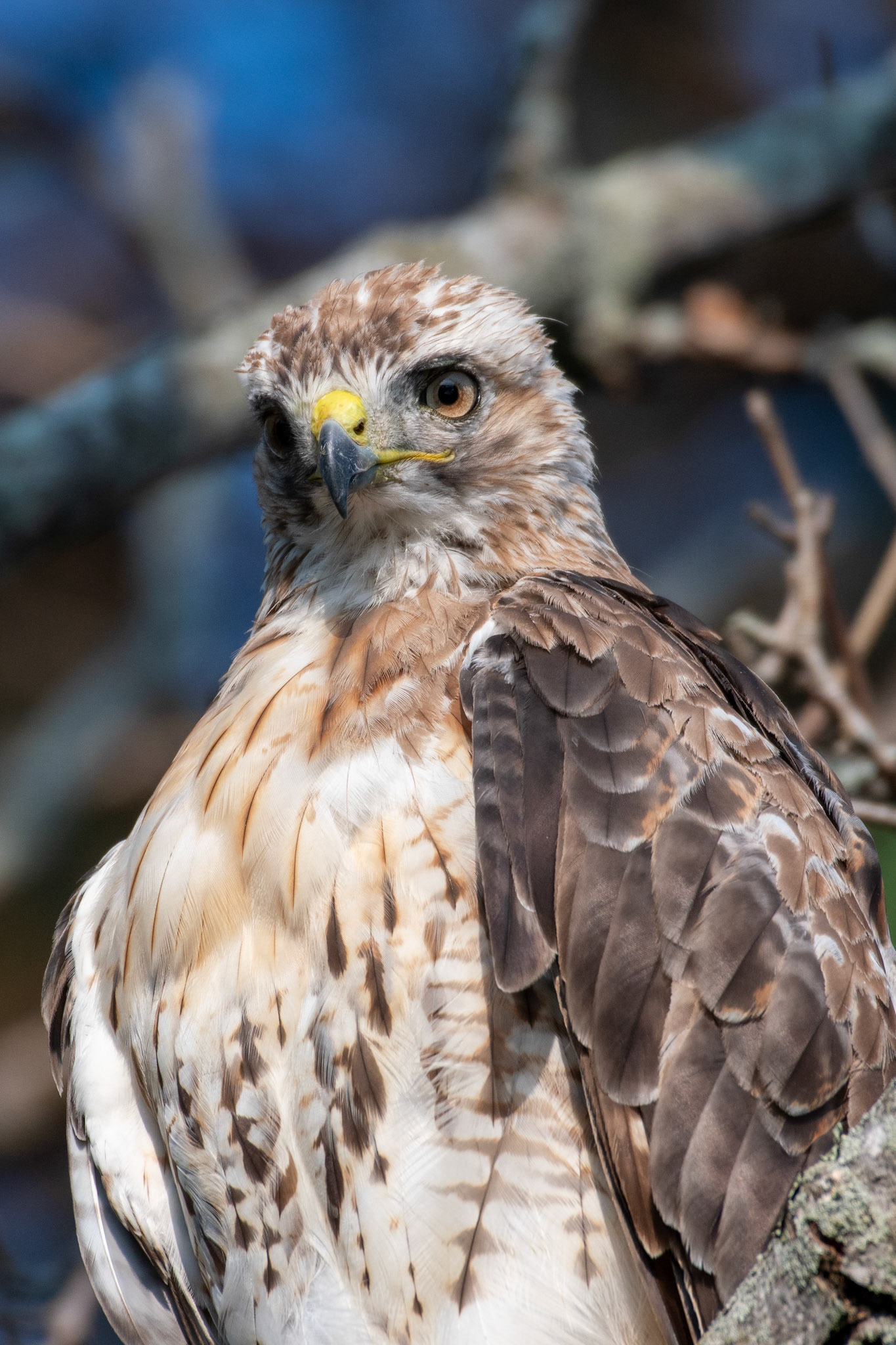 Red-tailed Hawk