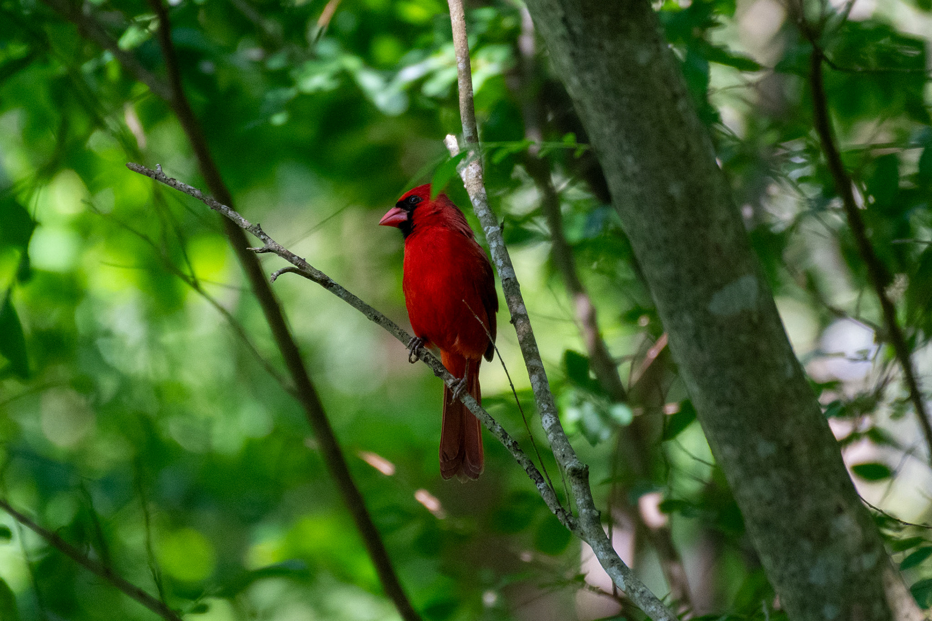 Northern cardinal