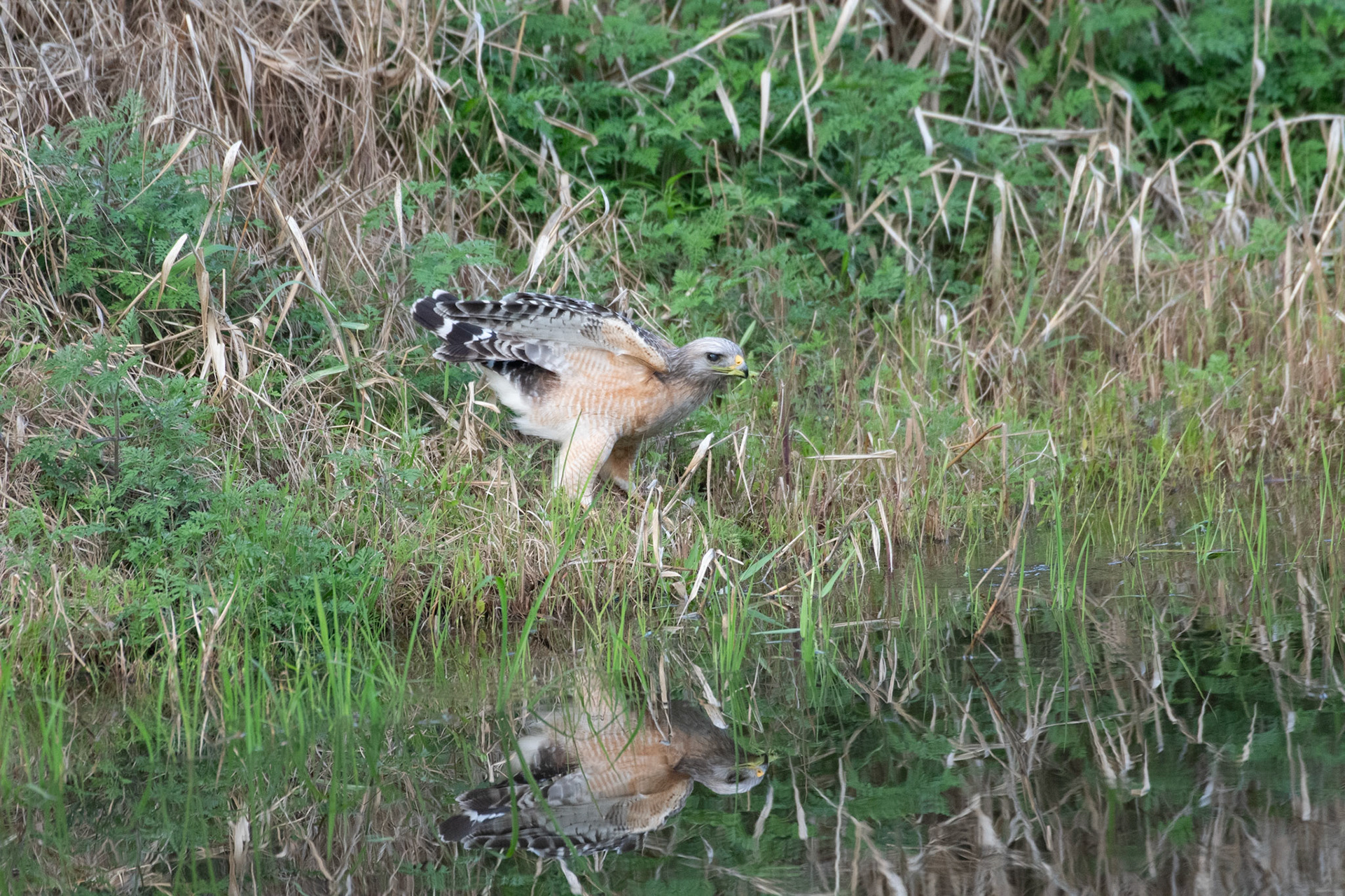 Red-shouldered Hawk