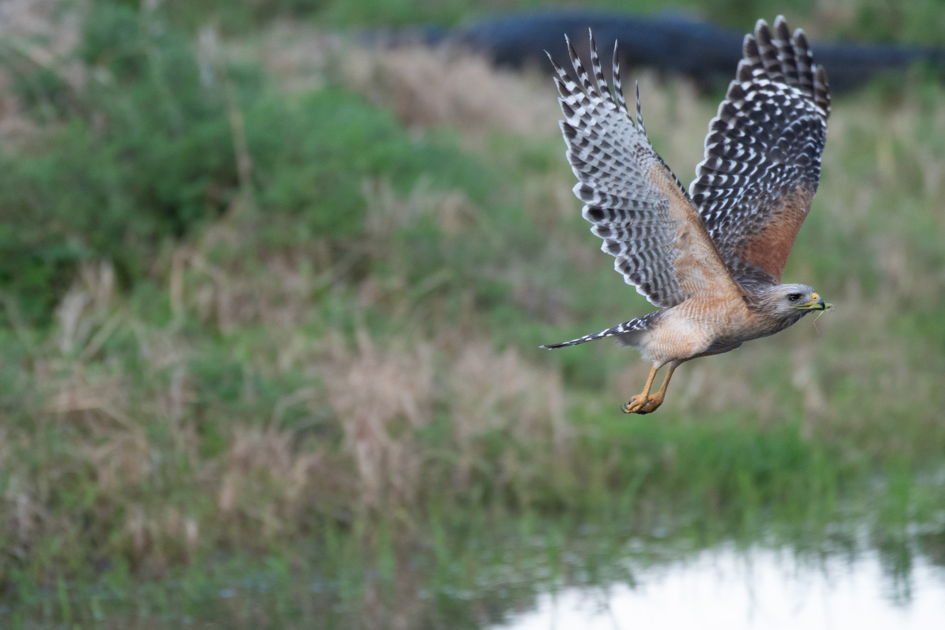 Red-shouldered Hawk