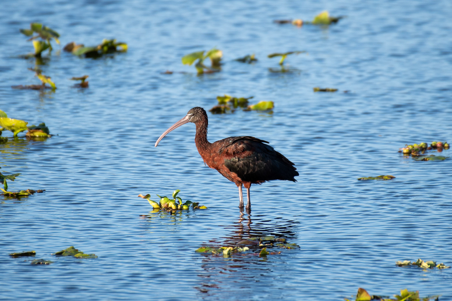 Glossy Ibis