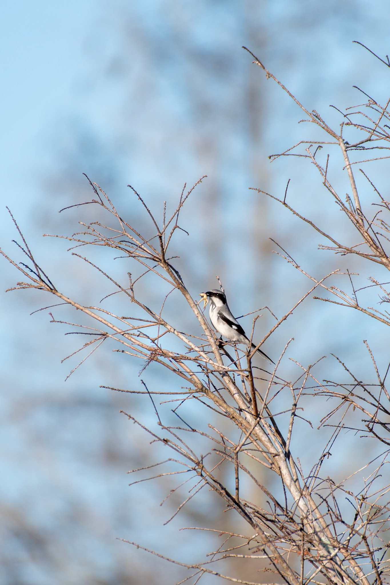 Loggerhead Shrike