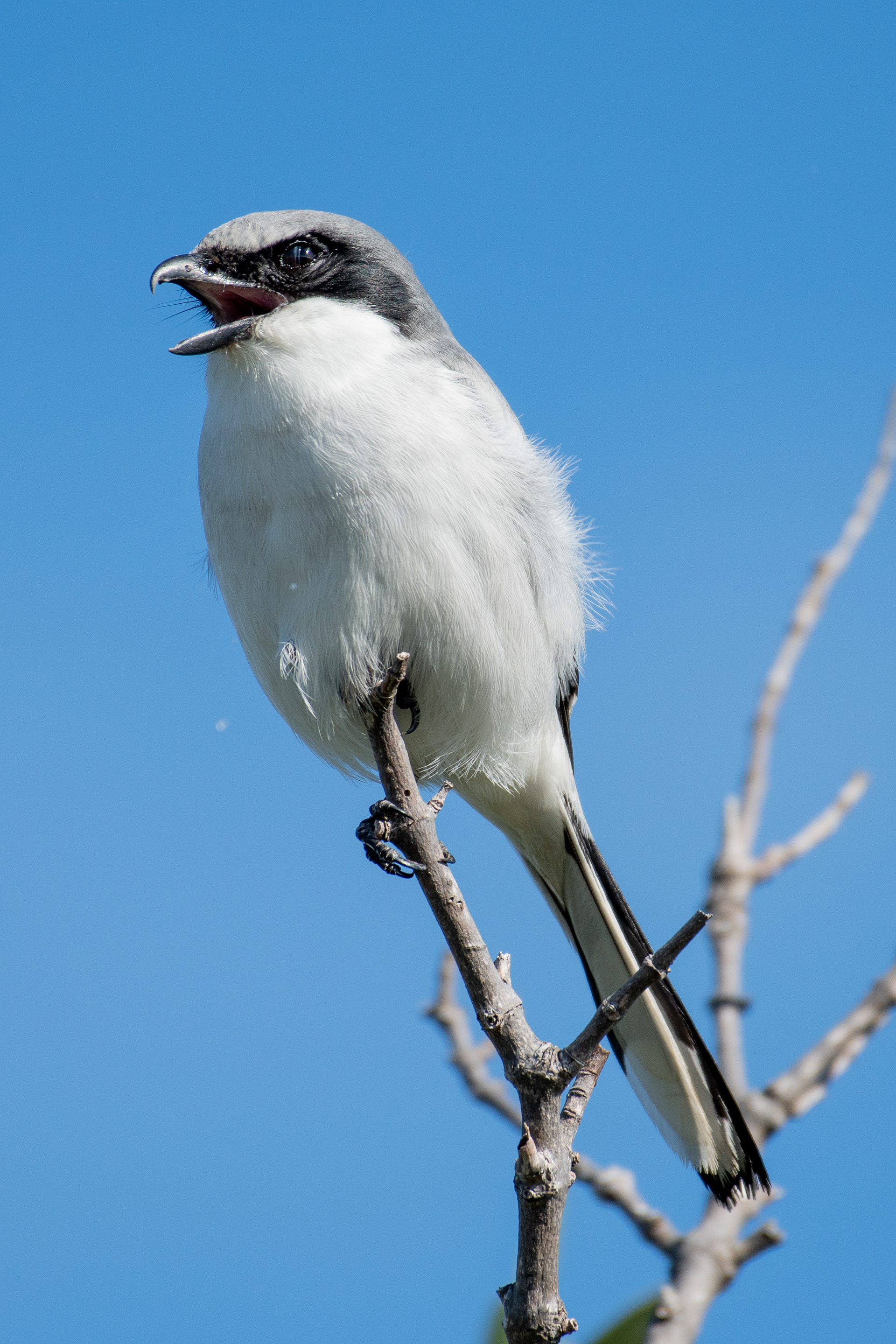 Loggerhead shrike