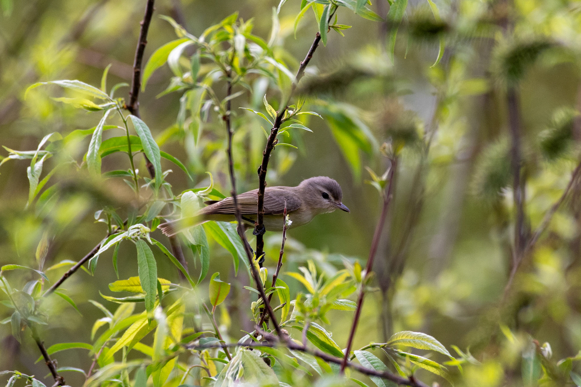 warbling vireo