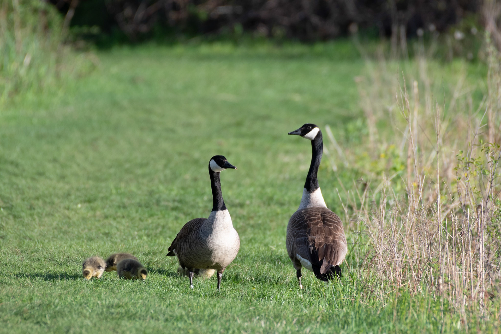 Canada geese