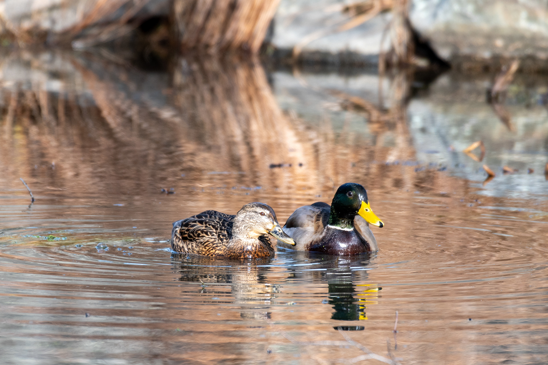 Mallard (female/male) - Durham
