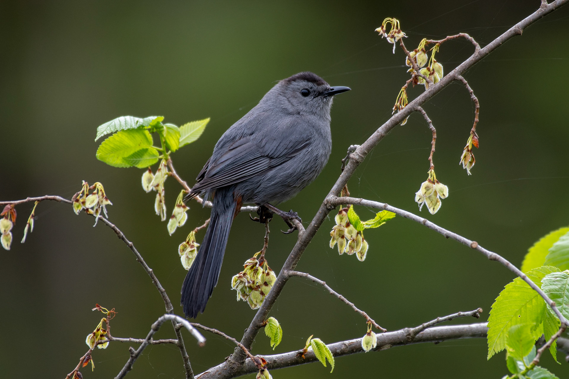 Grey catbird (Enfield, NH)