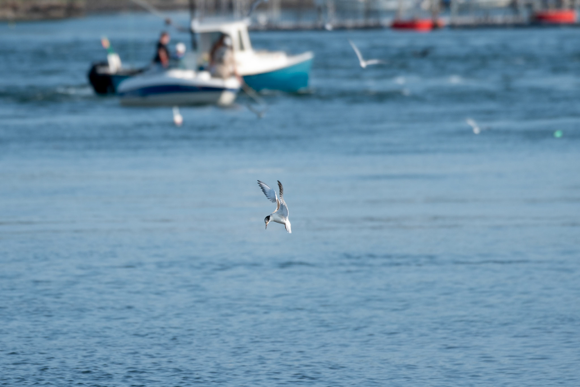Common Tern