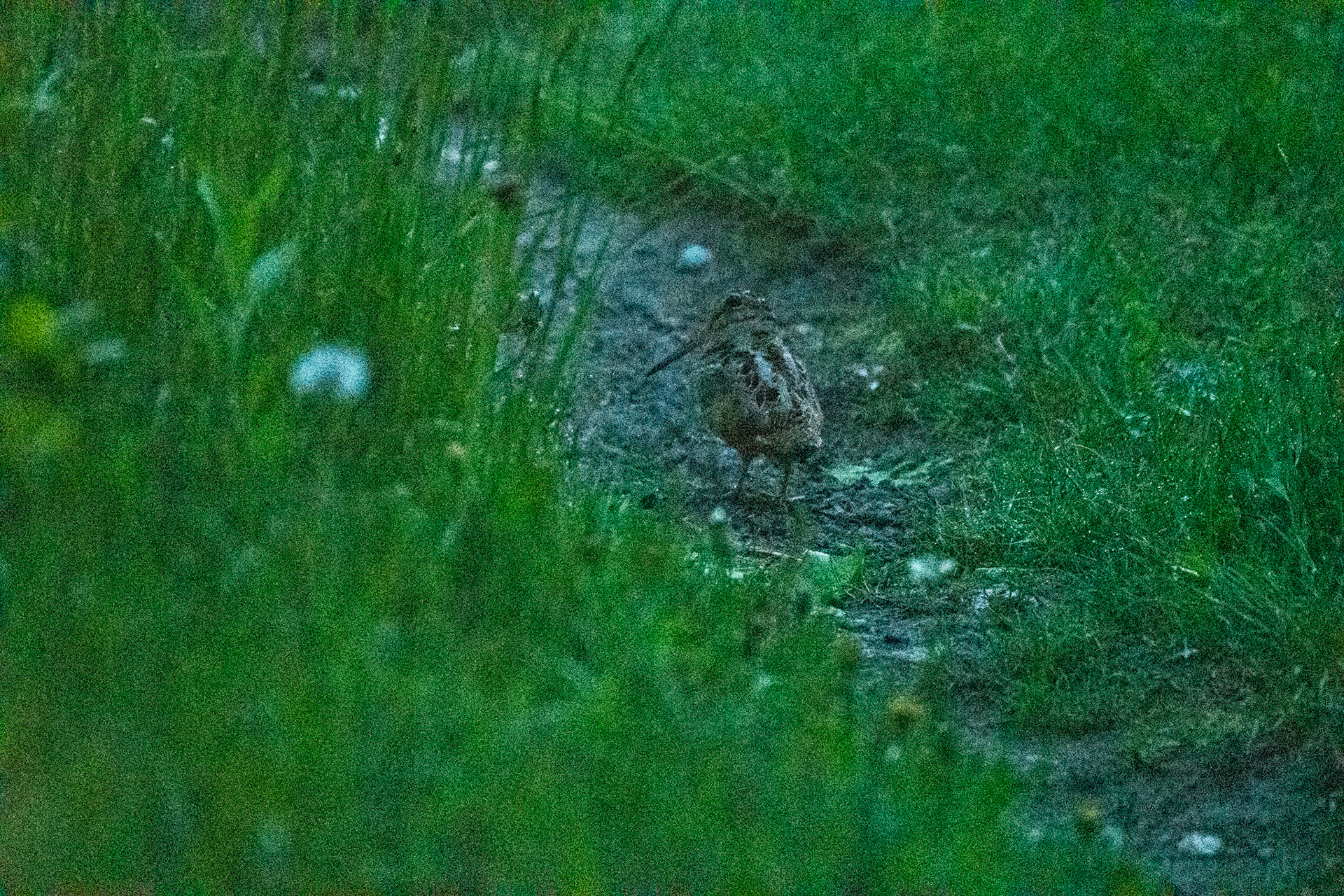 Woodcock at dusk (Canaan, NH)