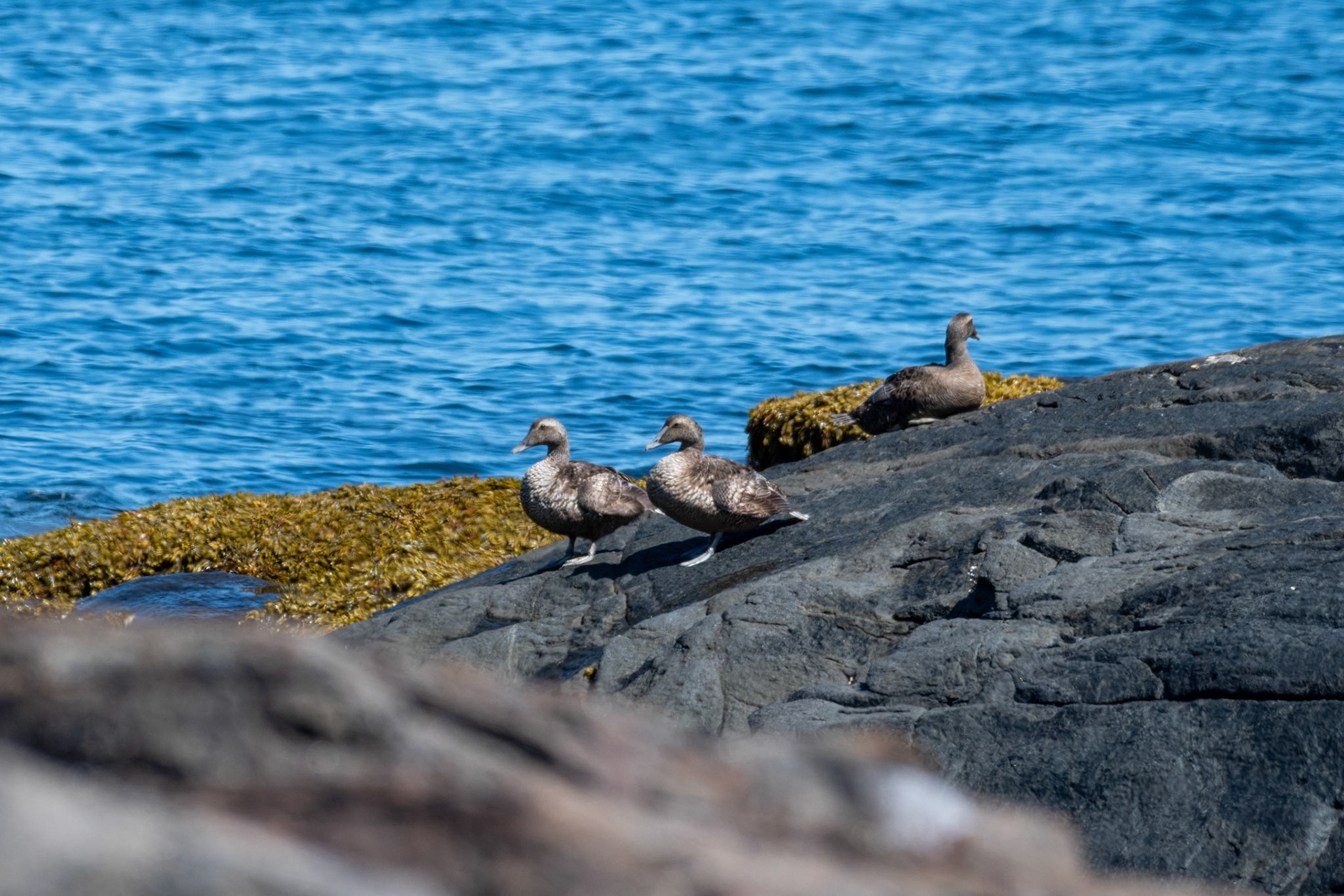 Common Eiders (females)