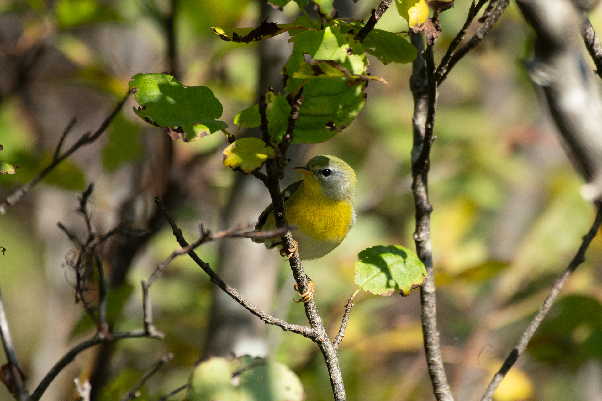 Immature female Northern parula (Monhegan, ME)