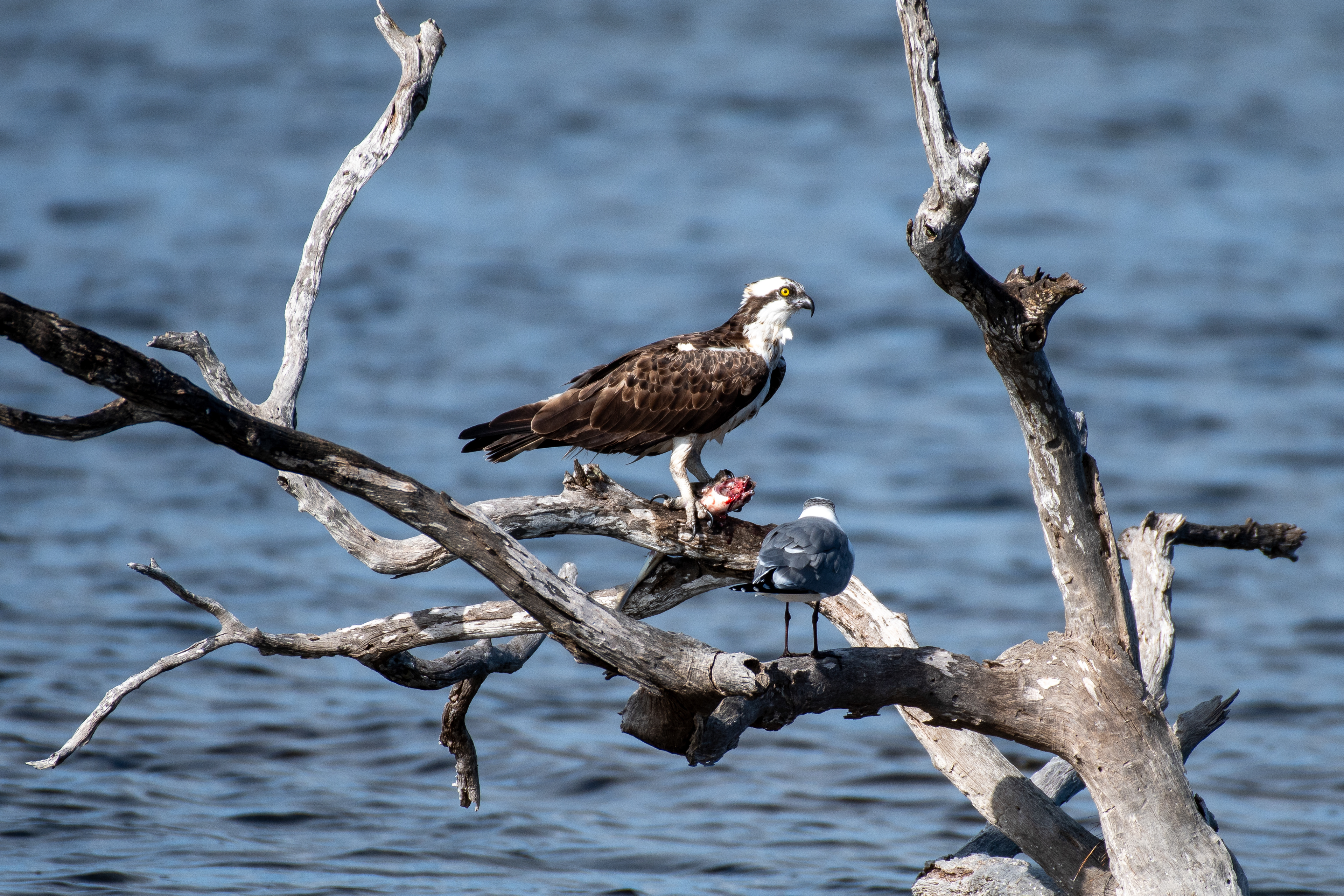 Osprey and gull