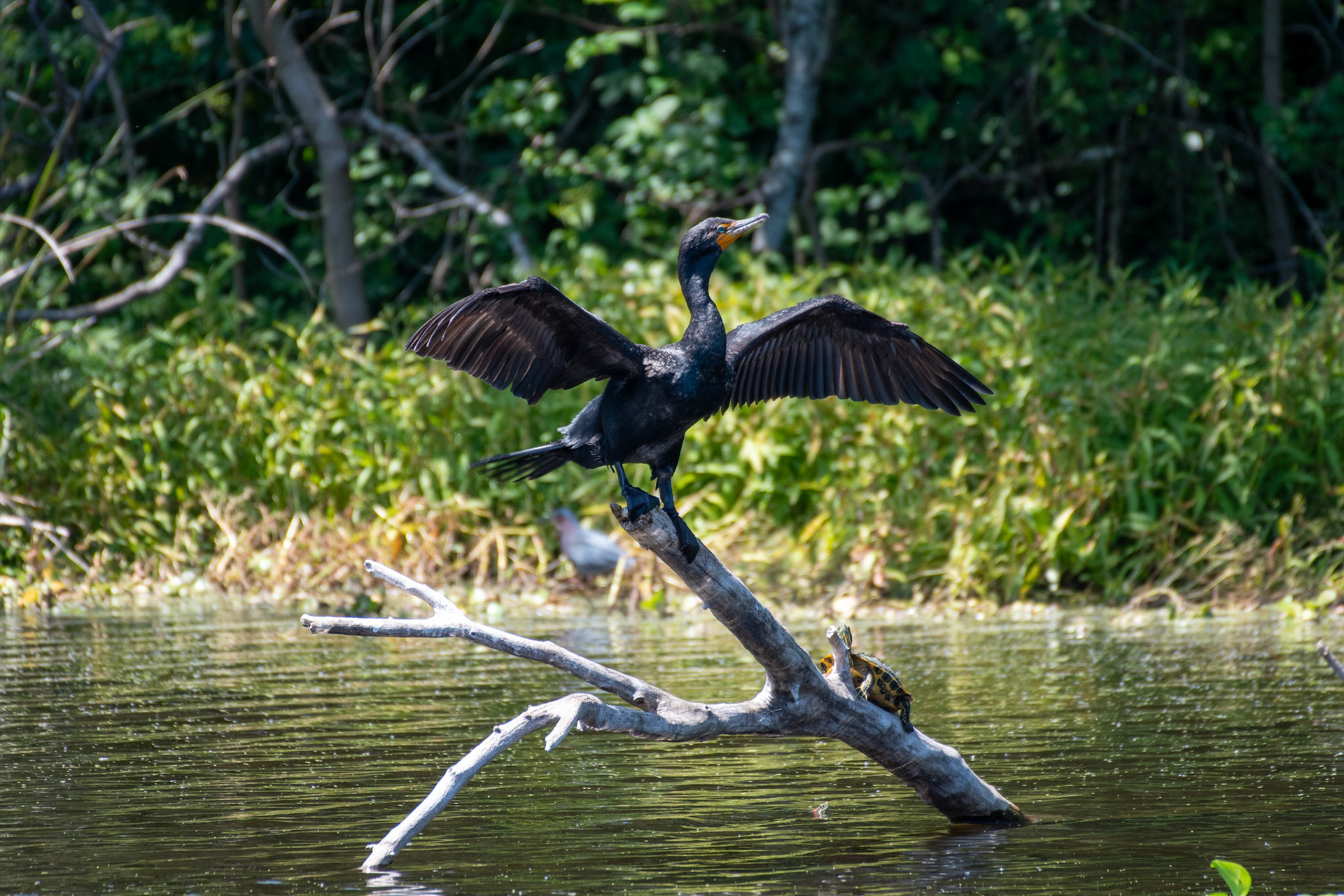Double-crested cormorant