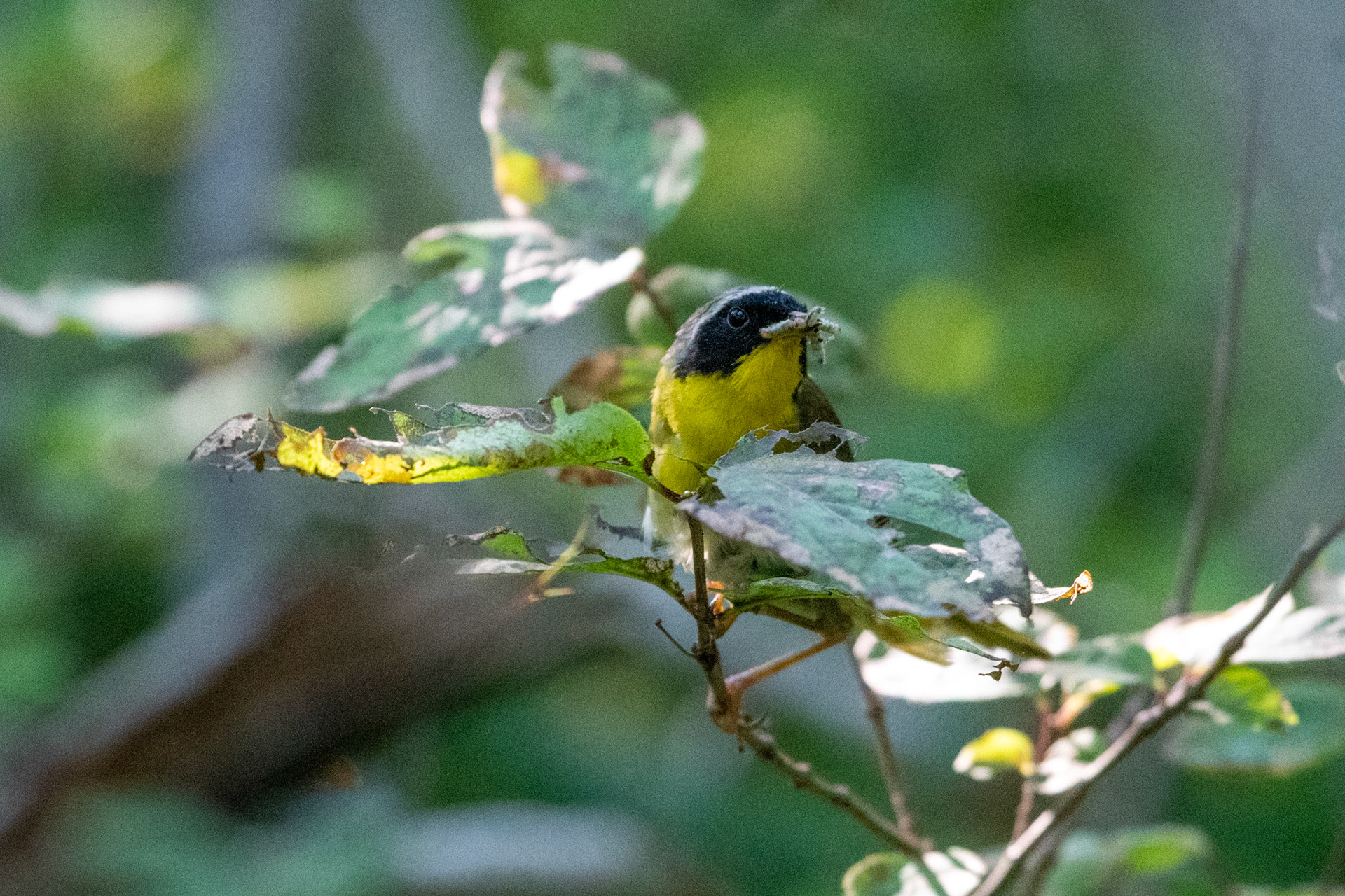 Common Yellowthroat