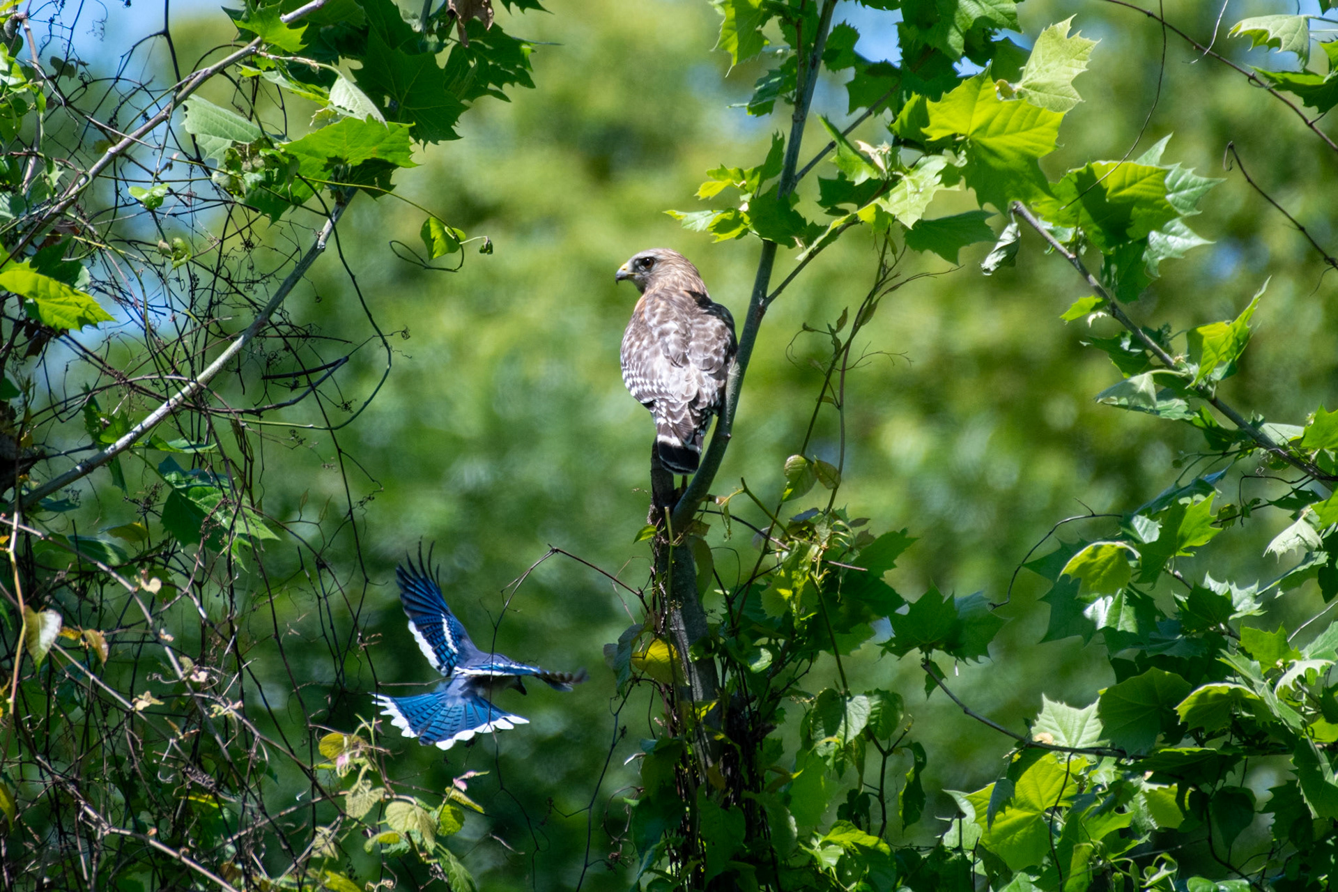 Blue jay harasses red-shouldered hawk
