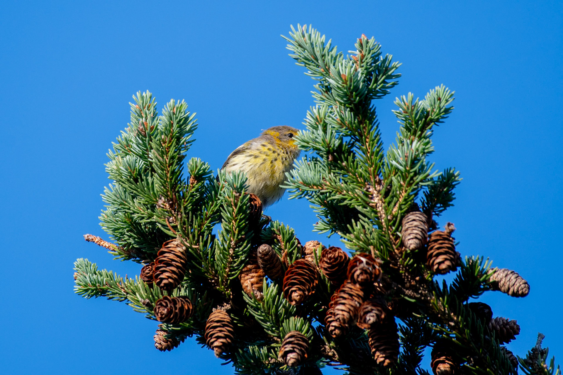 Cape May Warbler