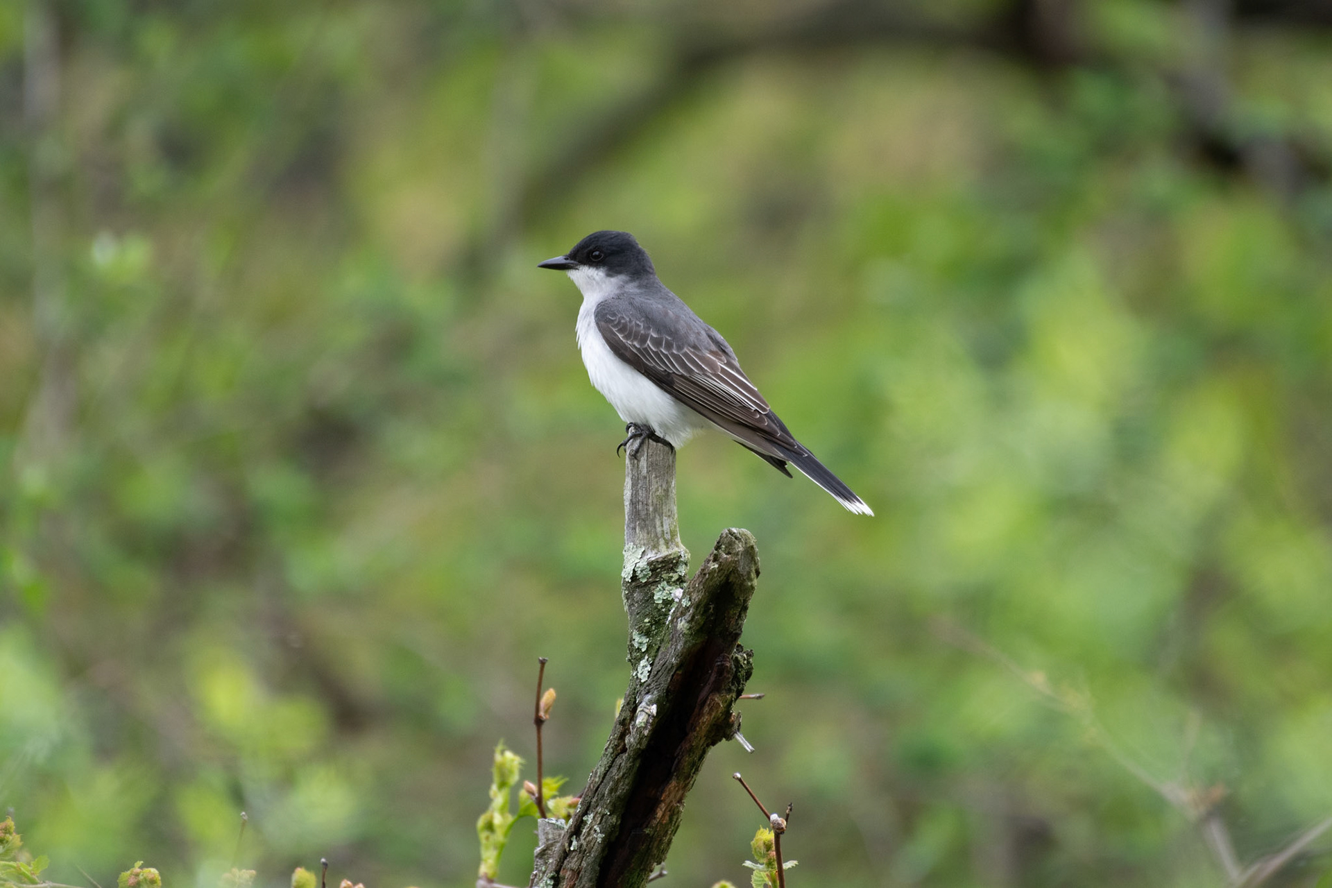 Eastern kingbird
