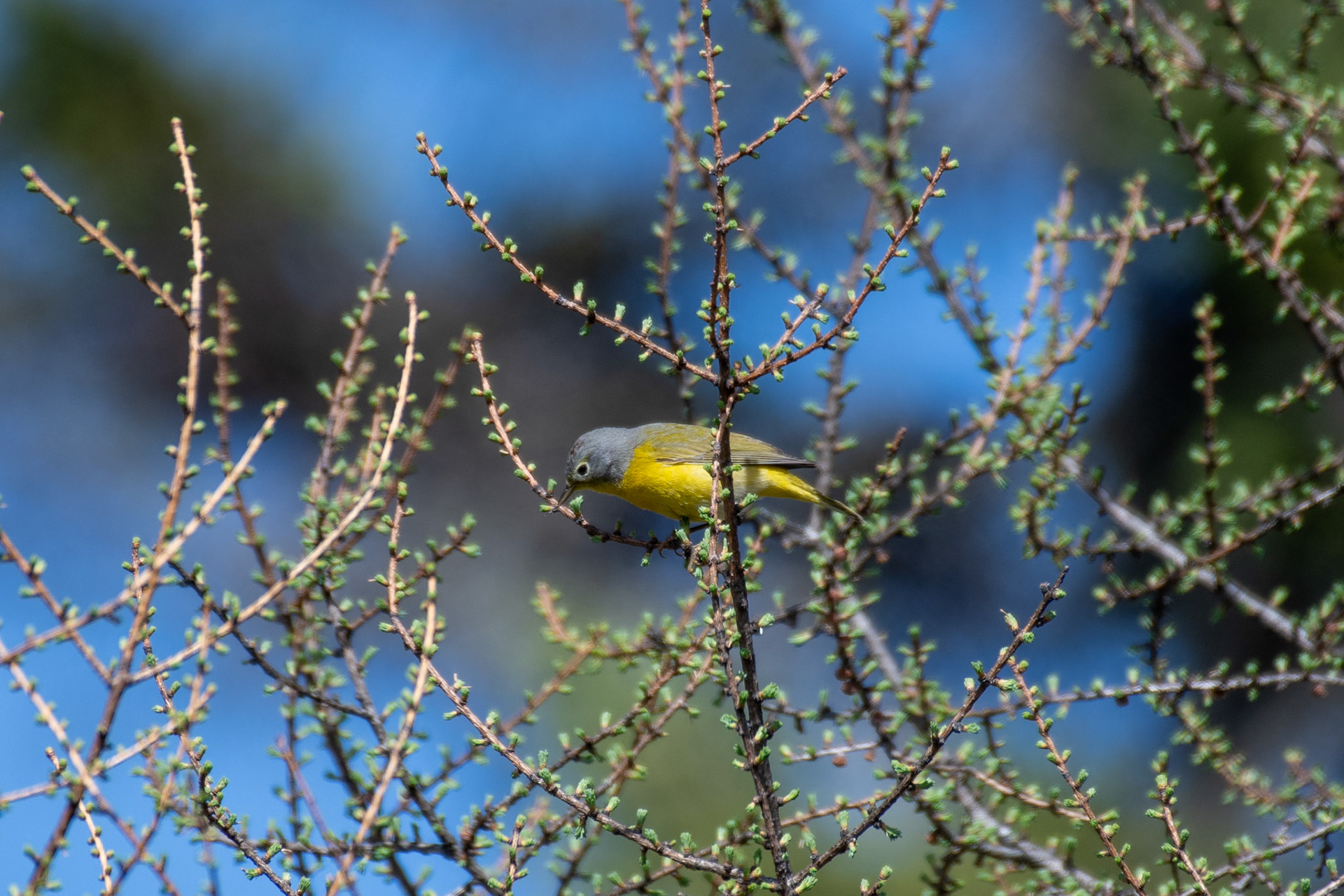 Nashville warbler