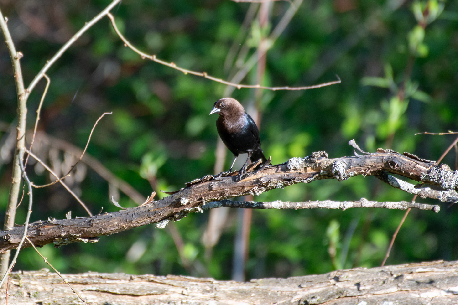 Brown-headed cowbird (Windsor, VT)