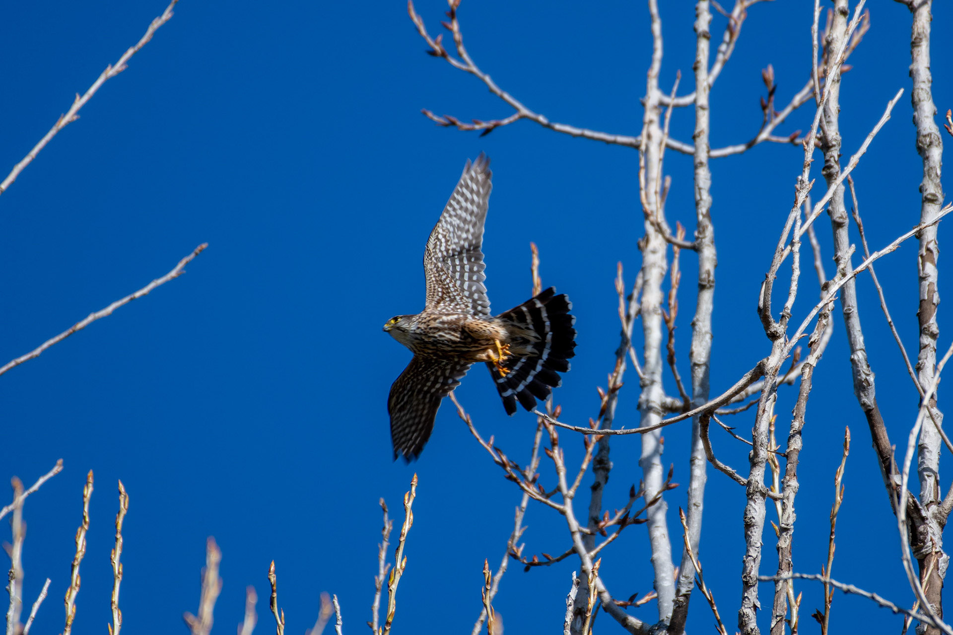 Merlin (Enfield, NH)