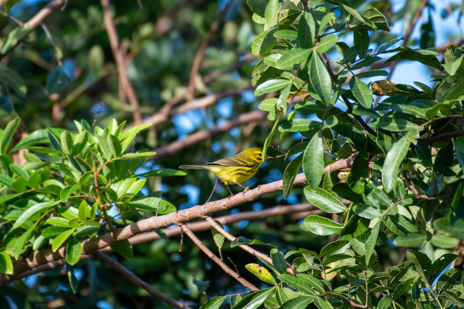 Prairie Warbler