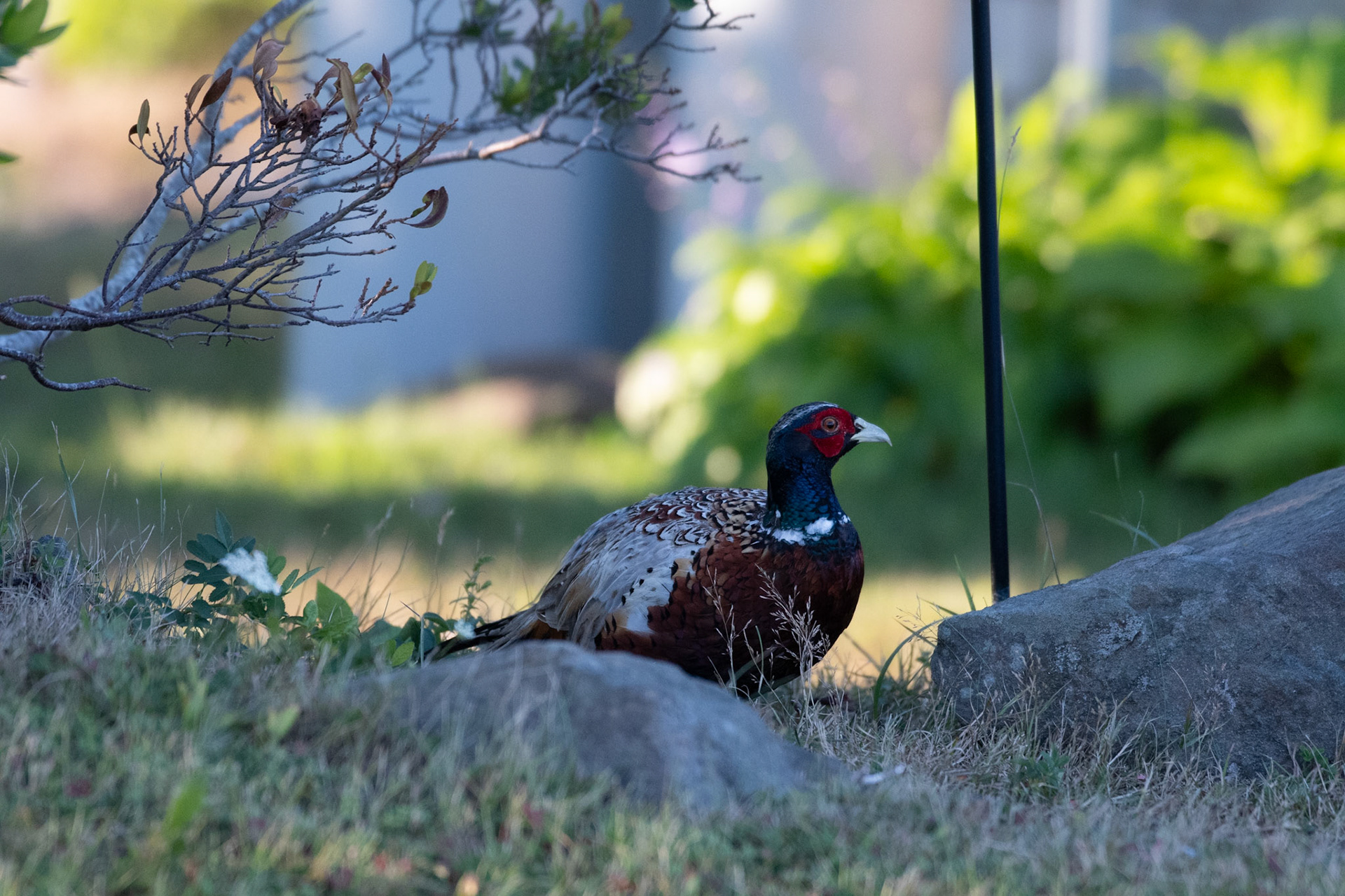 Ring-necked Pheasant (male)