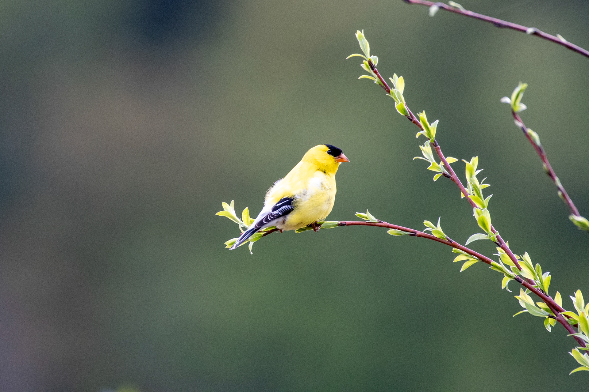 American goldfinch (Windsor, VT)