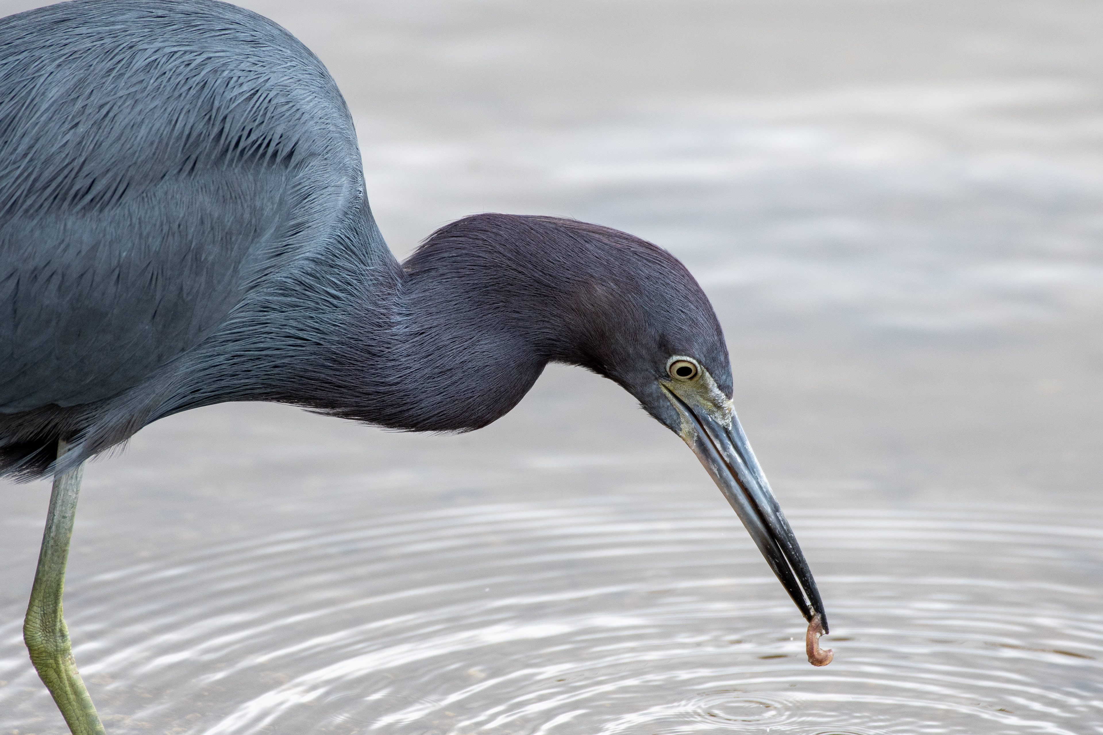 Little blue heron