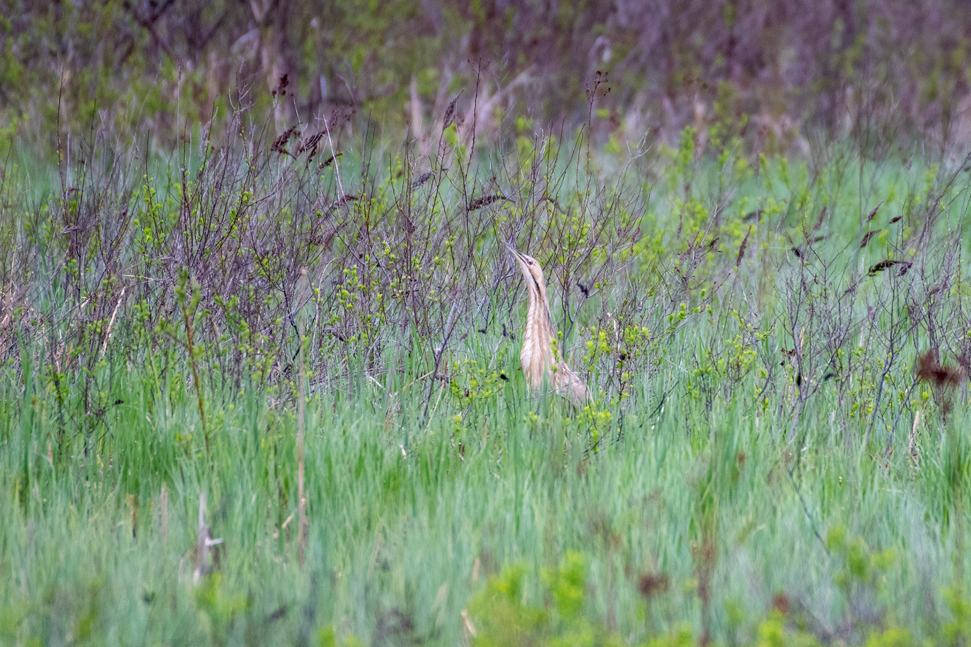American bittern