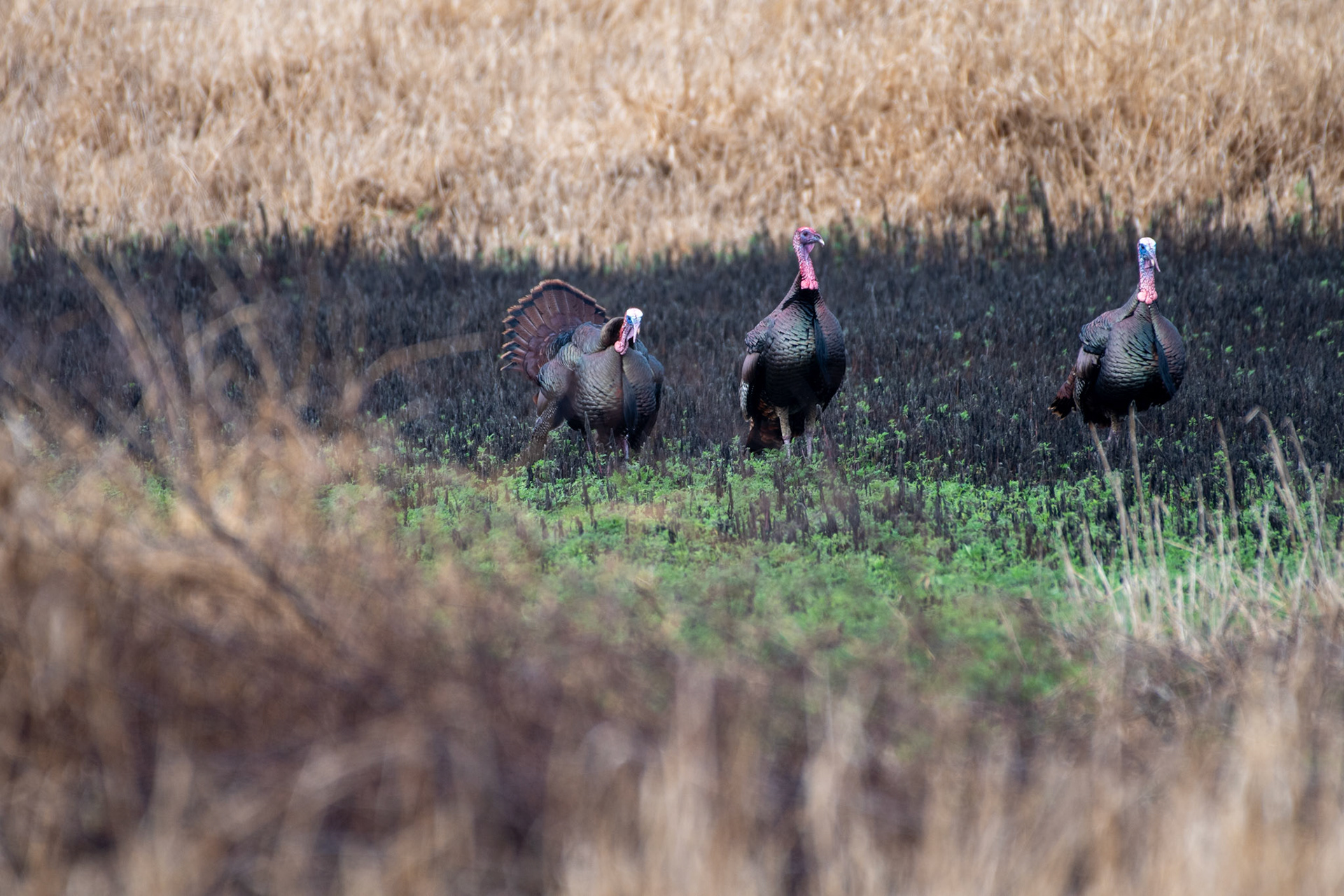Turkeys