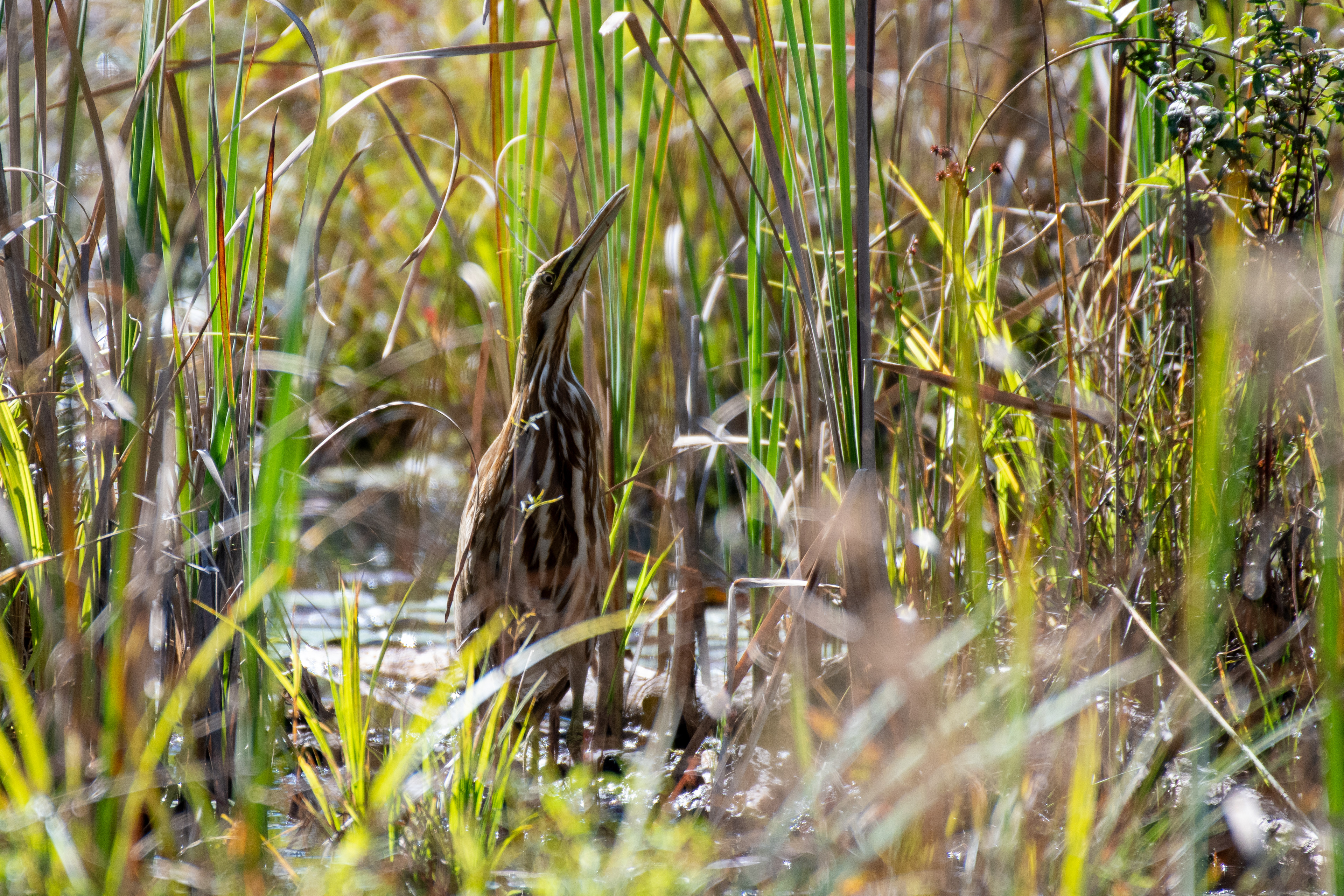 American bittern (Thetford, VT)
