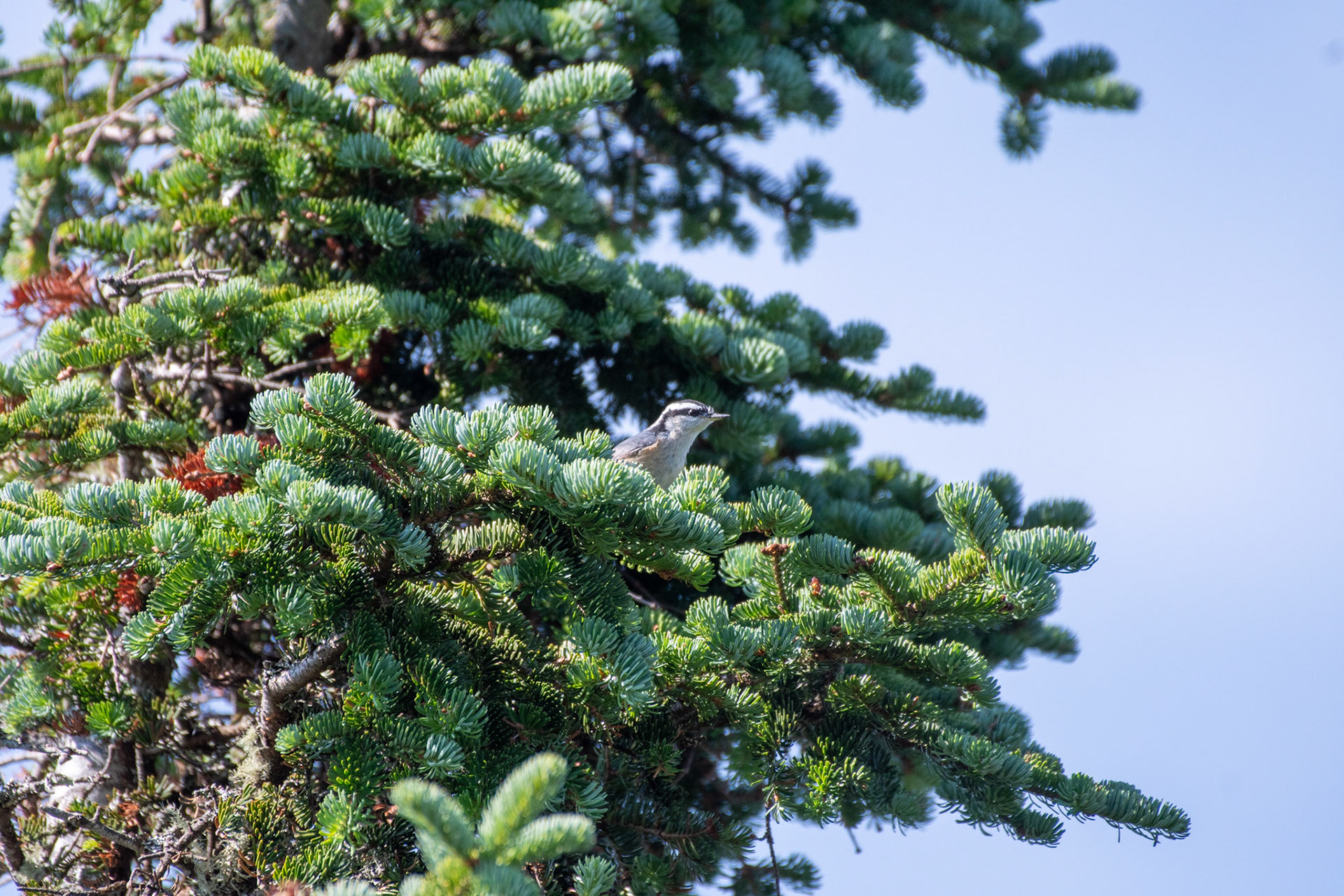 Red-breasted Nuthatch (Waterville Valley, NH)