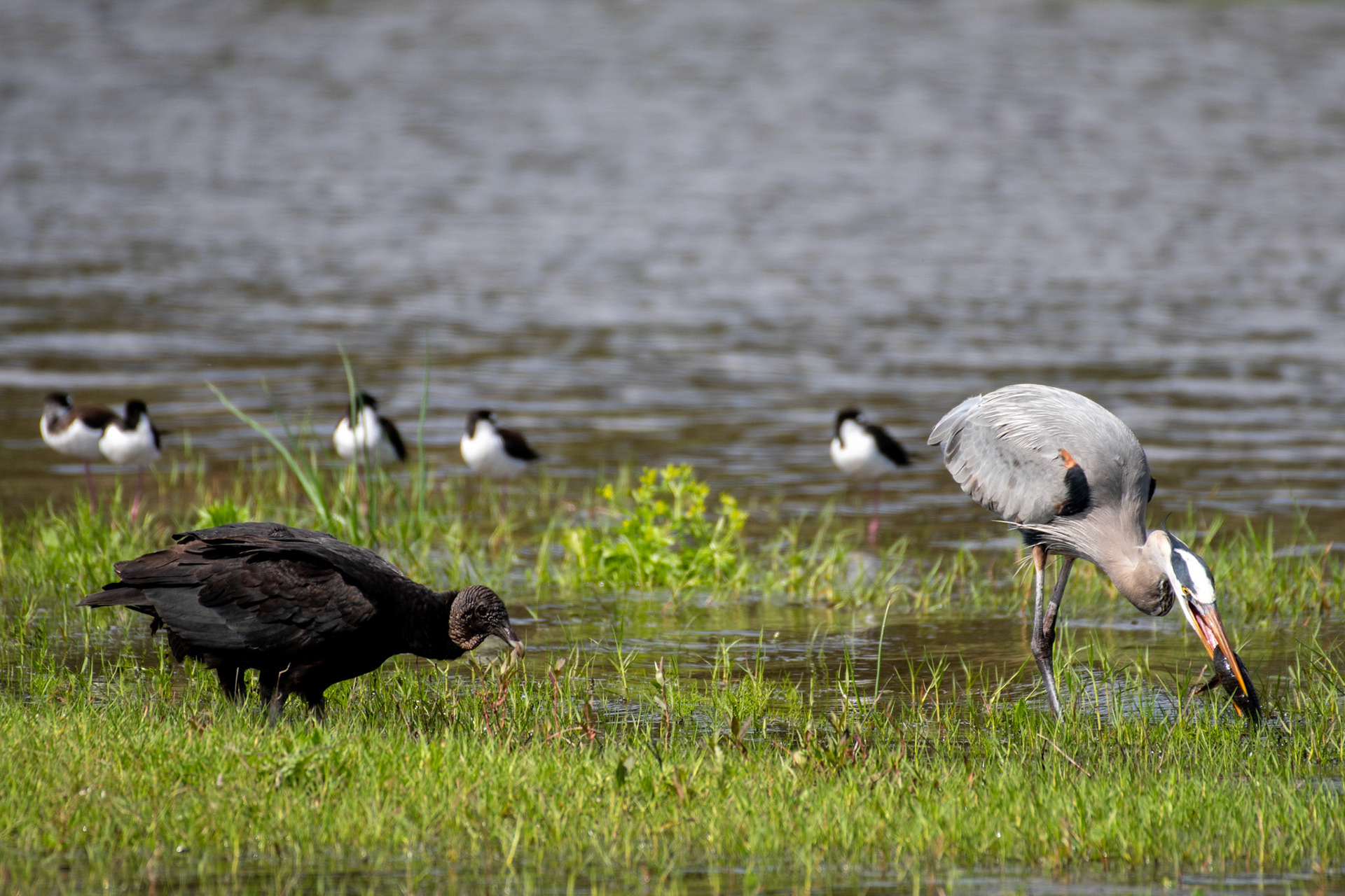 Black Vulture, Great Blue Heron, and Black-necked Stilts