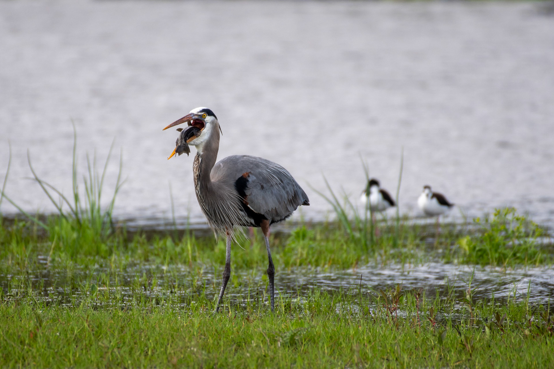 Great Blue Heron and Black-necked Stilts
