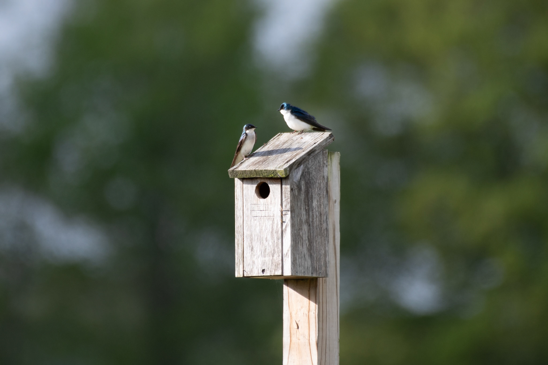 tree swallows