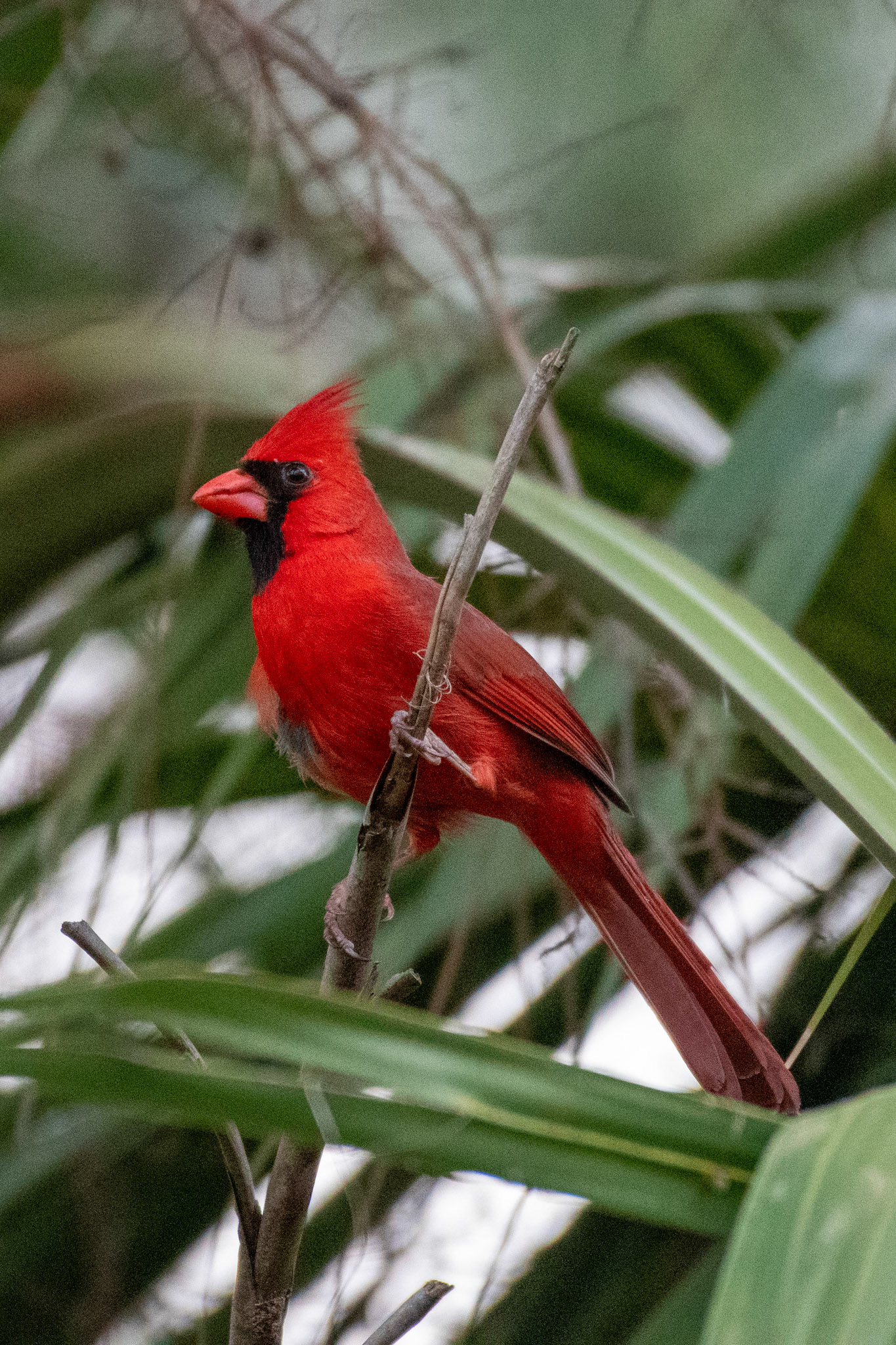 Northern Cardinal
