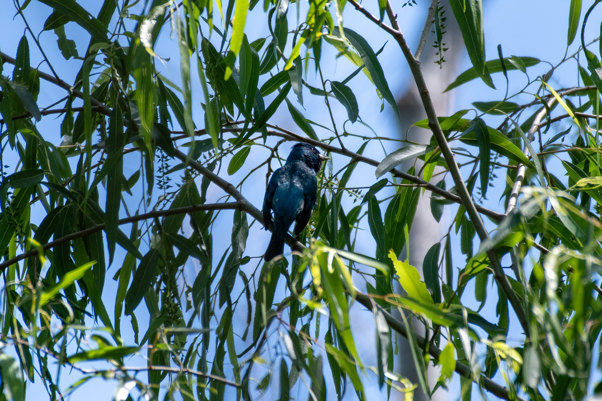 Indigo bunting