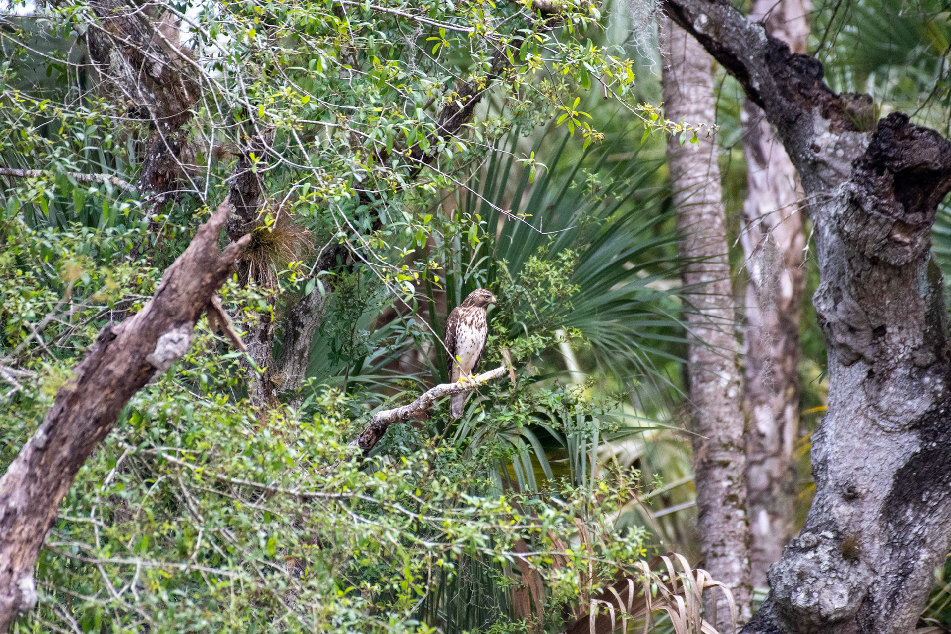 Red-shouldered Hawk