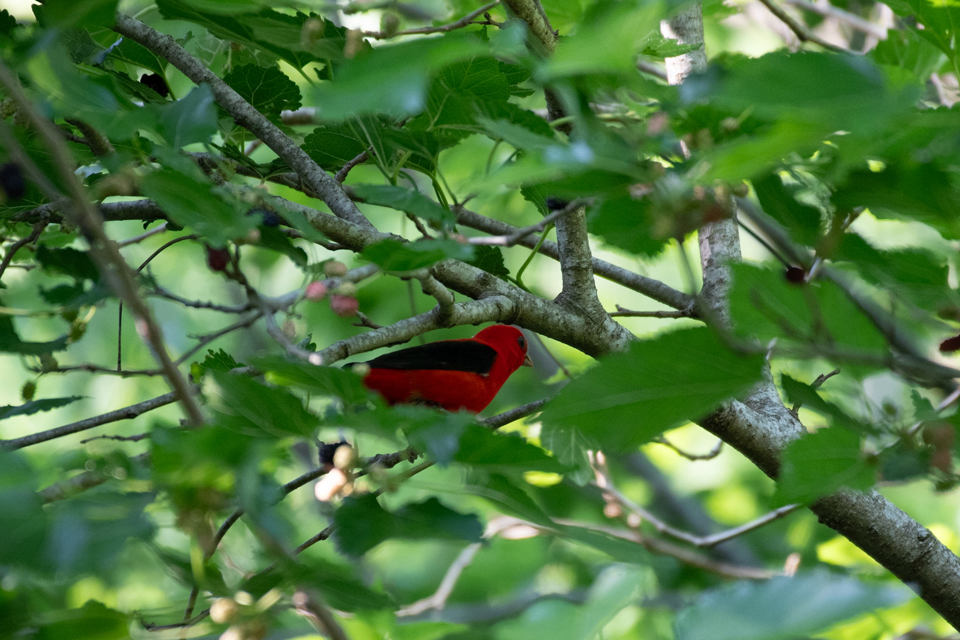 Scarlet tanager