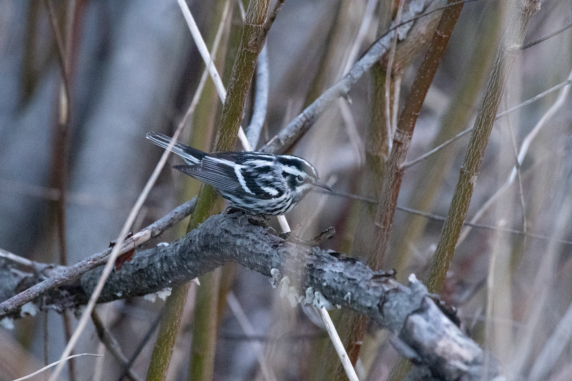 Black-and-white Warbler (Enfield, NH)