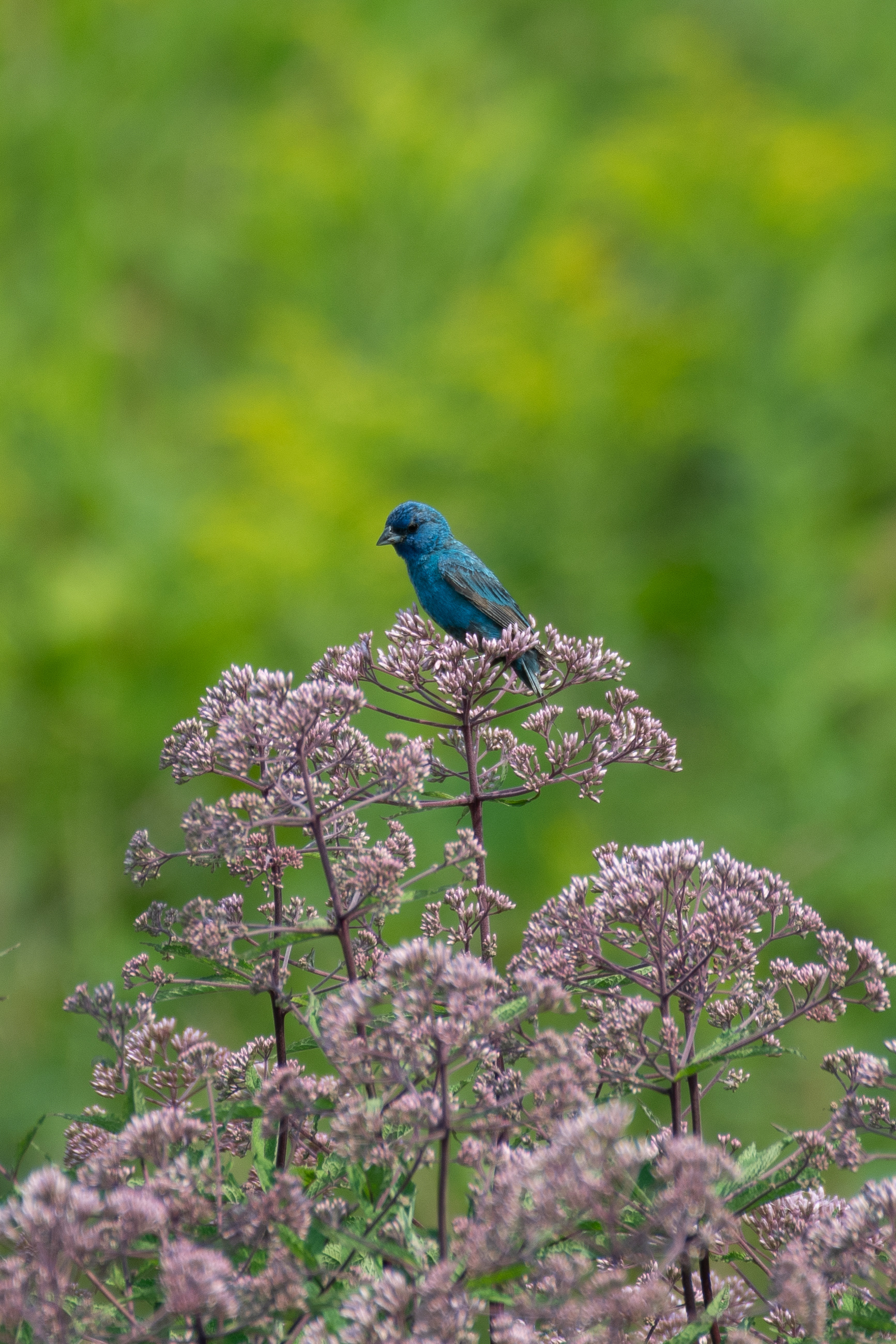 Indigo bunting (Plainfield/Cornish, VT)