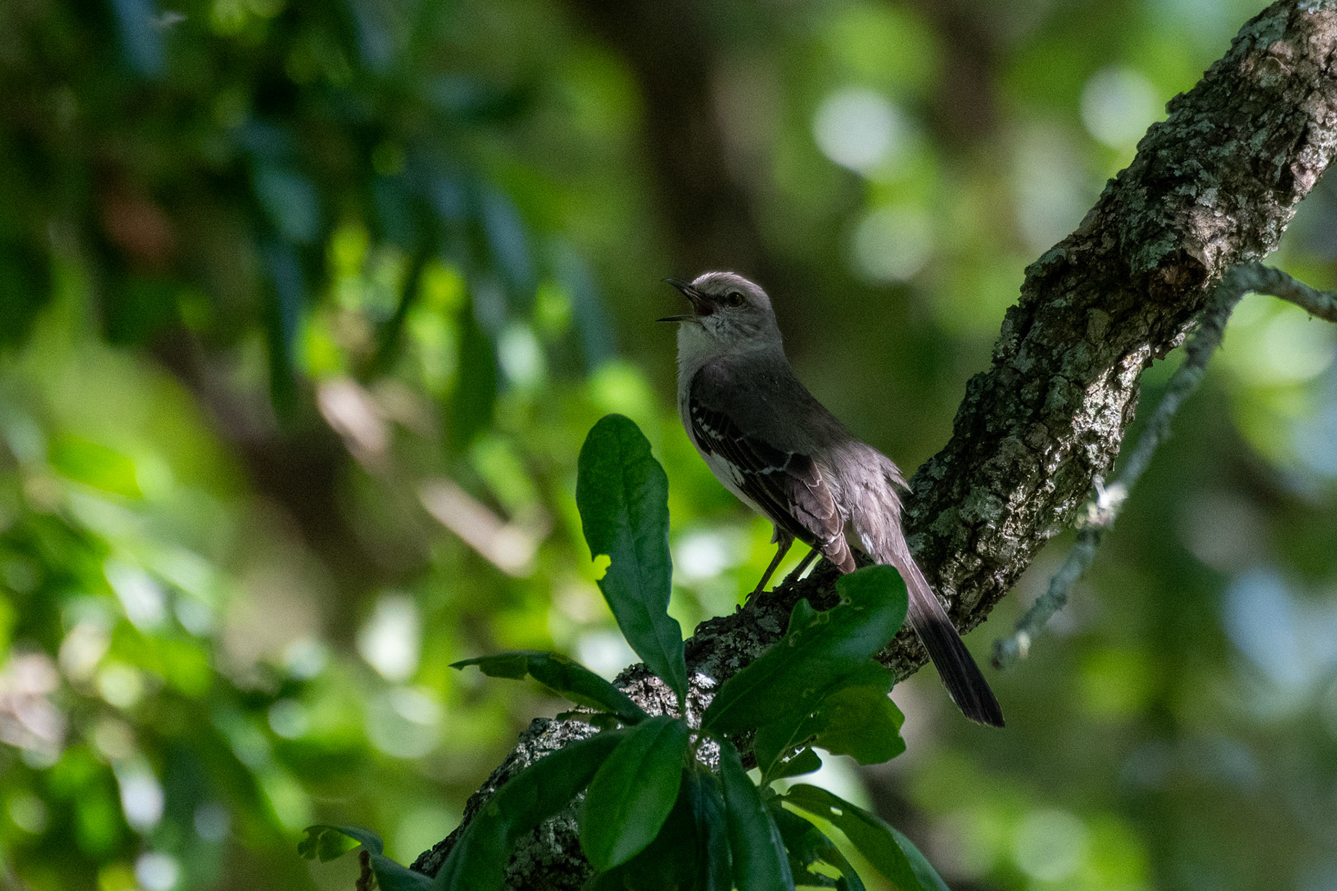 Northern mockingbird