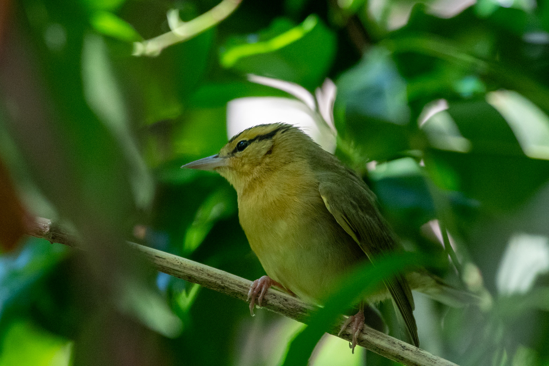 Worm-eating warbler