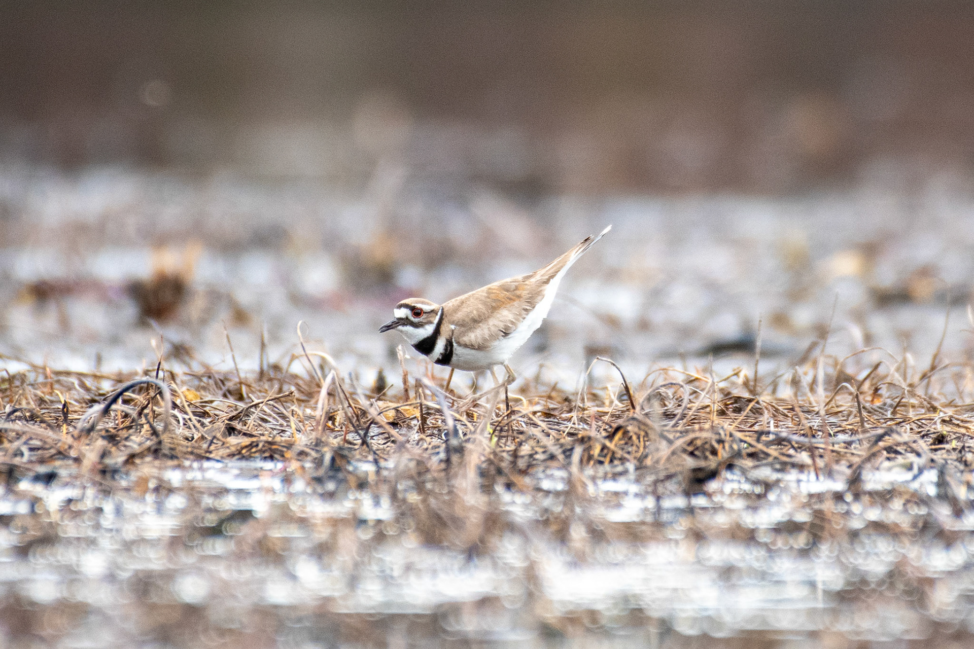 killdeer
