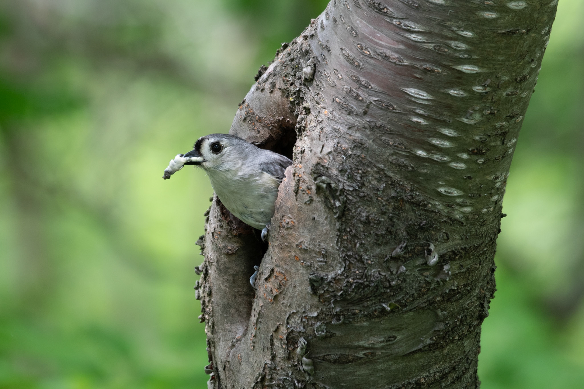 White-breasted nuthatch (Enfield, NH)