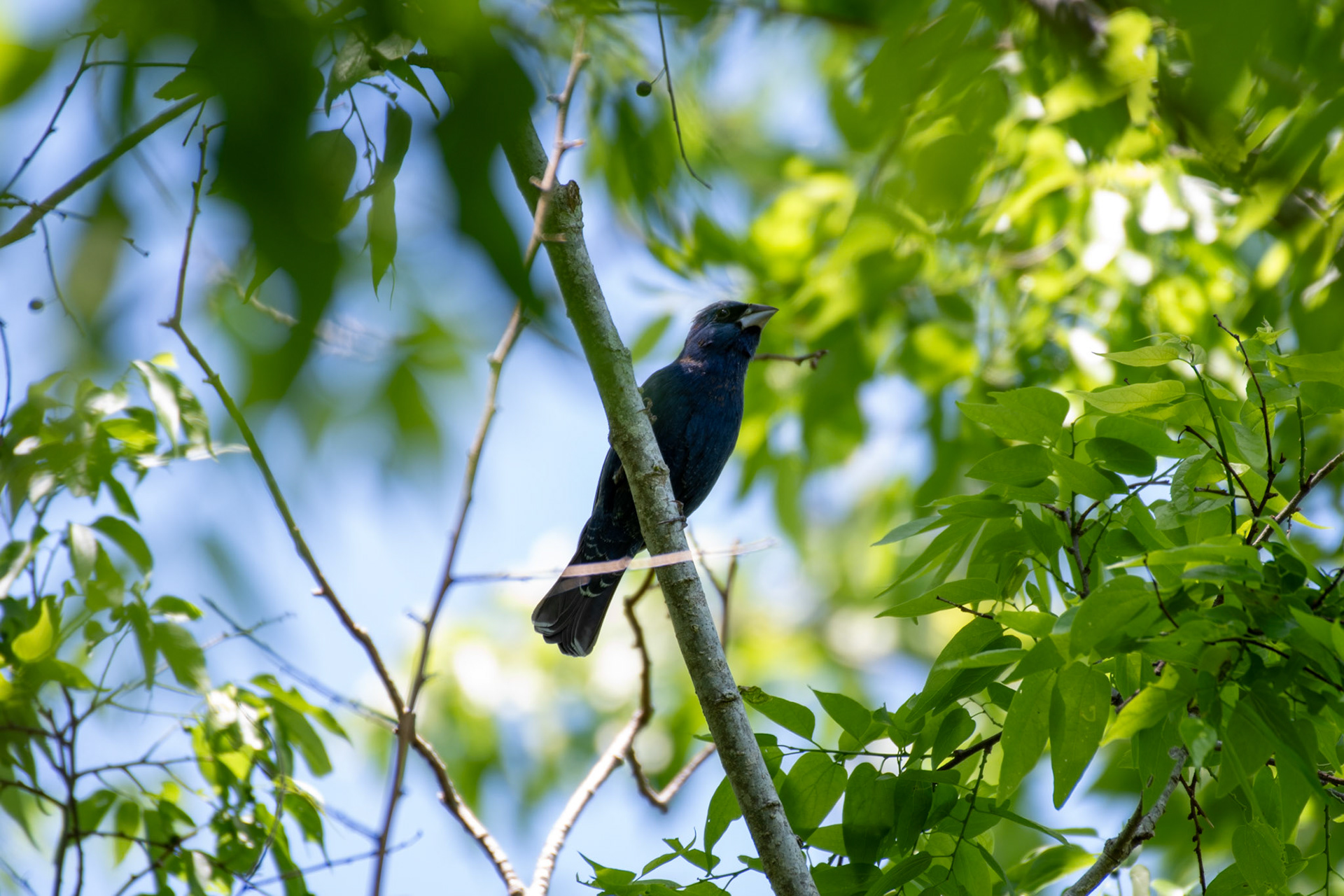 Blue grosbeak
