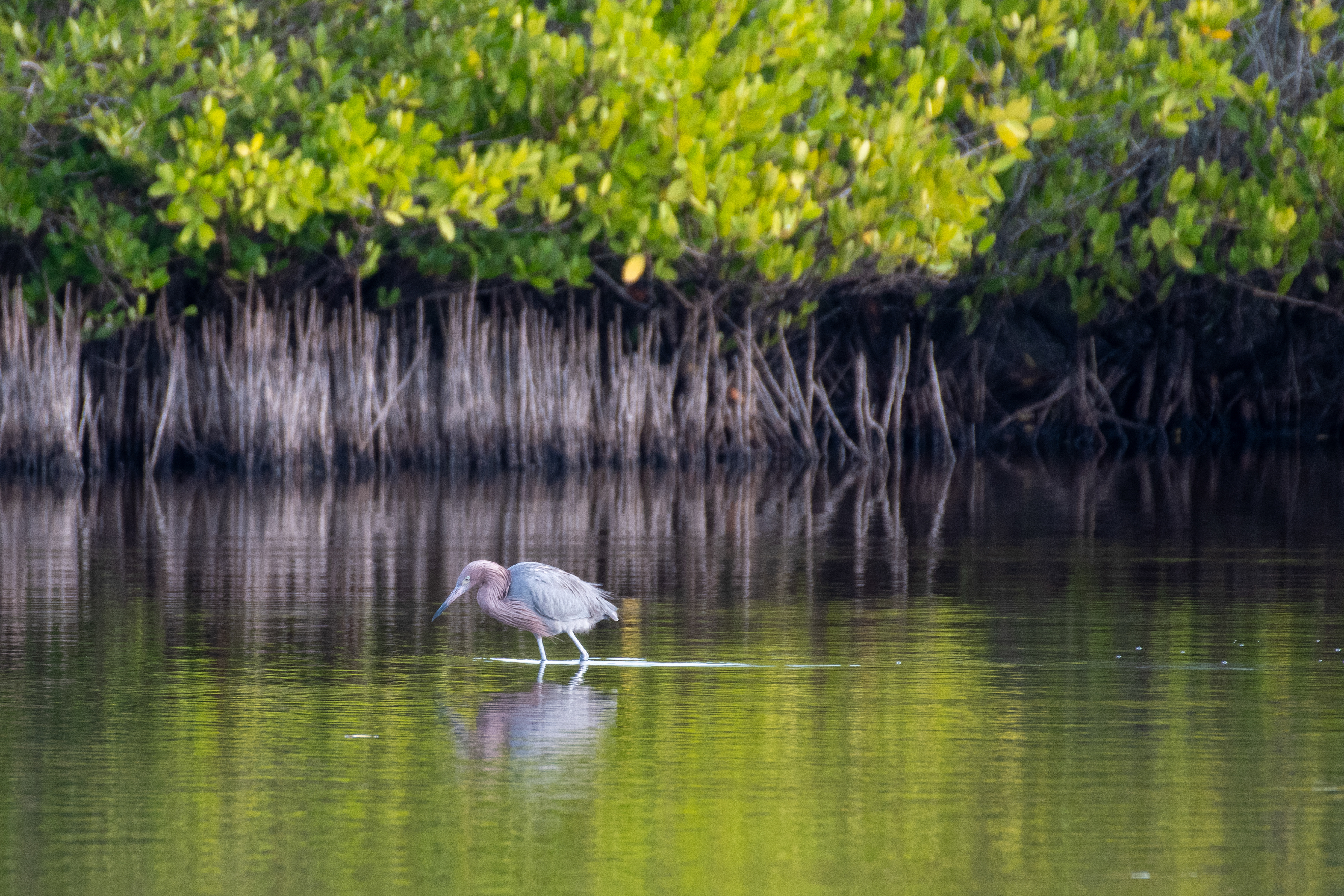 Reddish egret