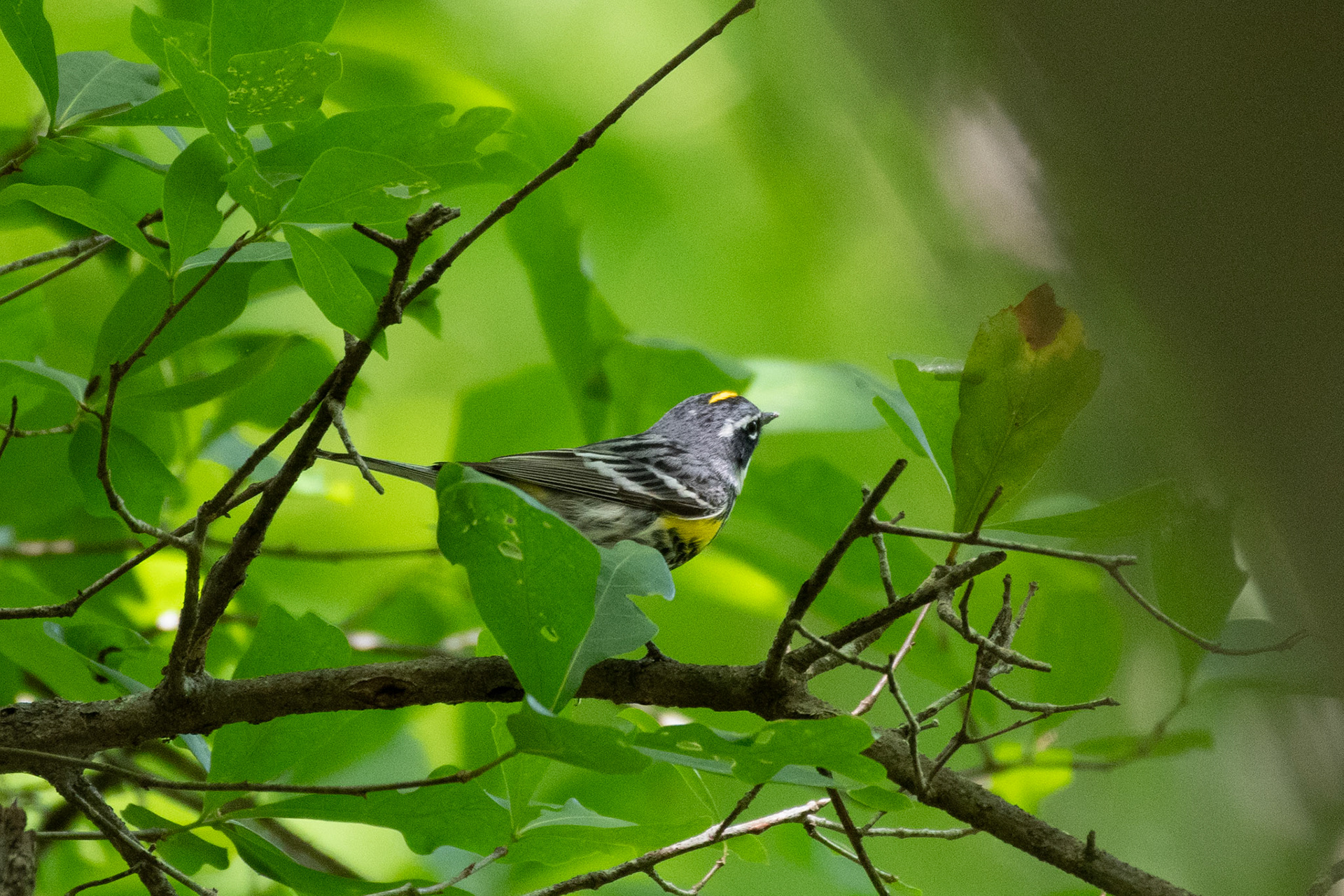 Yellow-rumped warbler