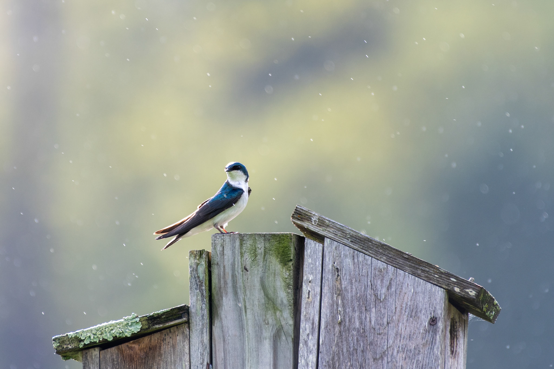 tree swallow